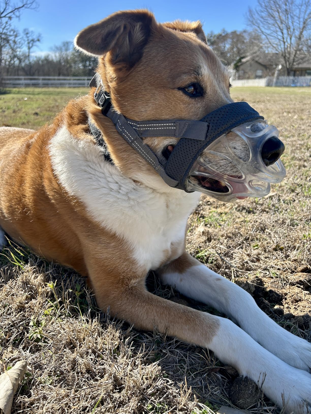 BASKERVILLE INVISA Basket Dog Muzzle - Patented Humane Design with Facial Visibility, Padded Nose Band, Dog can Pant and Drink, Prevents Biting and Scavenging. Muzzle for Medium-Sized Dogs (Size 4) customer photo 1