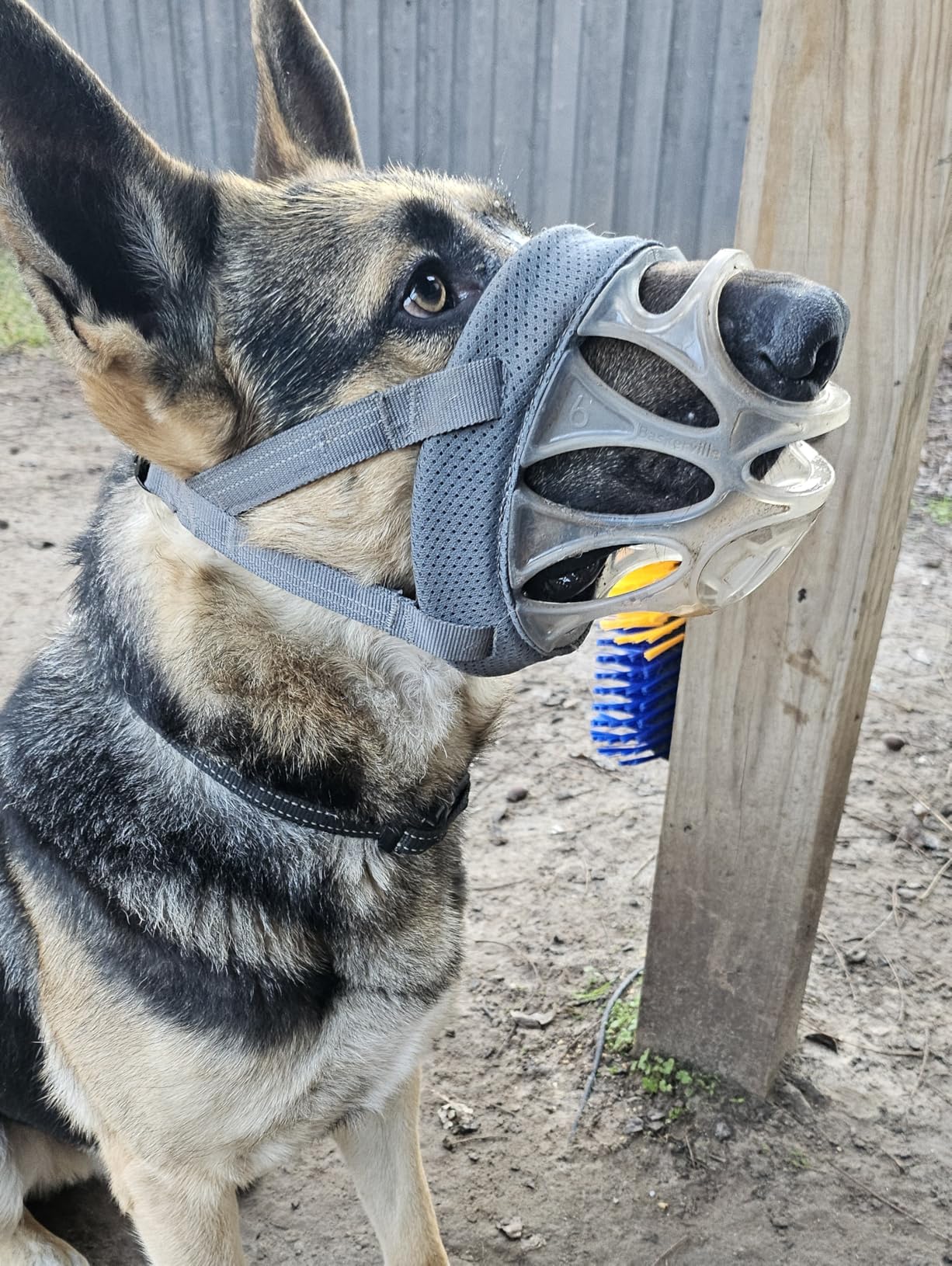 BASKERVILLE INVISA Basket Dog Muzzle - Patented Humane Design with Facial Visibility, Padded Nose Band, Dog can Pant and Drink, Prevents Biting and Scavenging. Muzzle for Medium-Sized Dogs (Size 4) customer photo 2