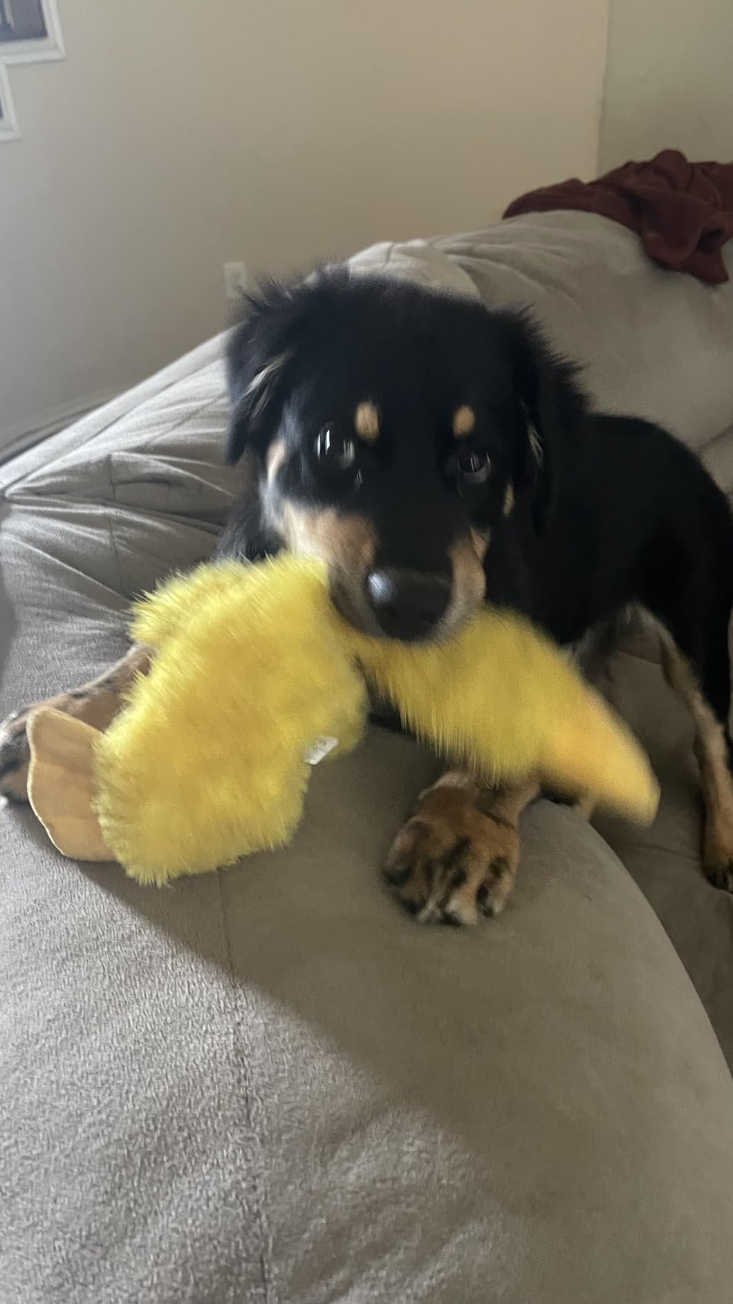Best Pet Supplies Interactive Squeaky Dog Chew Toy, Ideal Dog Toys for Chewers, Small, Medium & Large Dogs, and Fetch Lovers - Ducky Doodle (Yellow), Small customer photo 1
