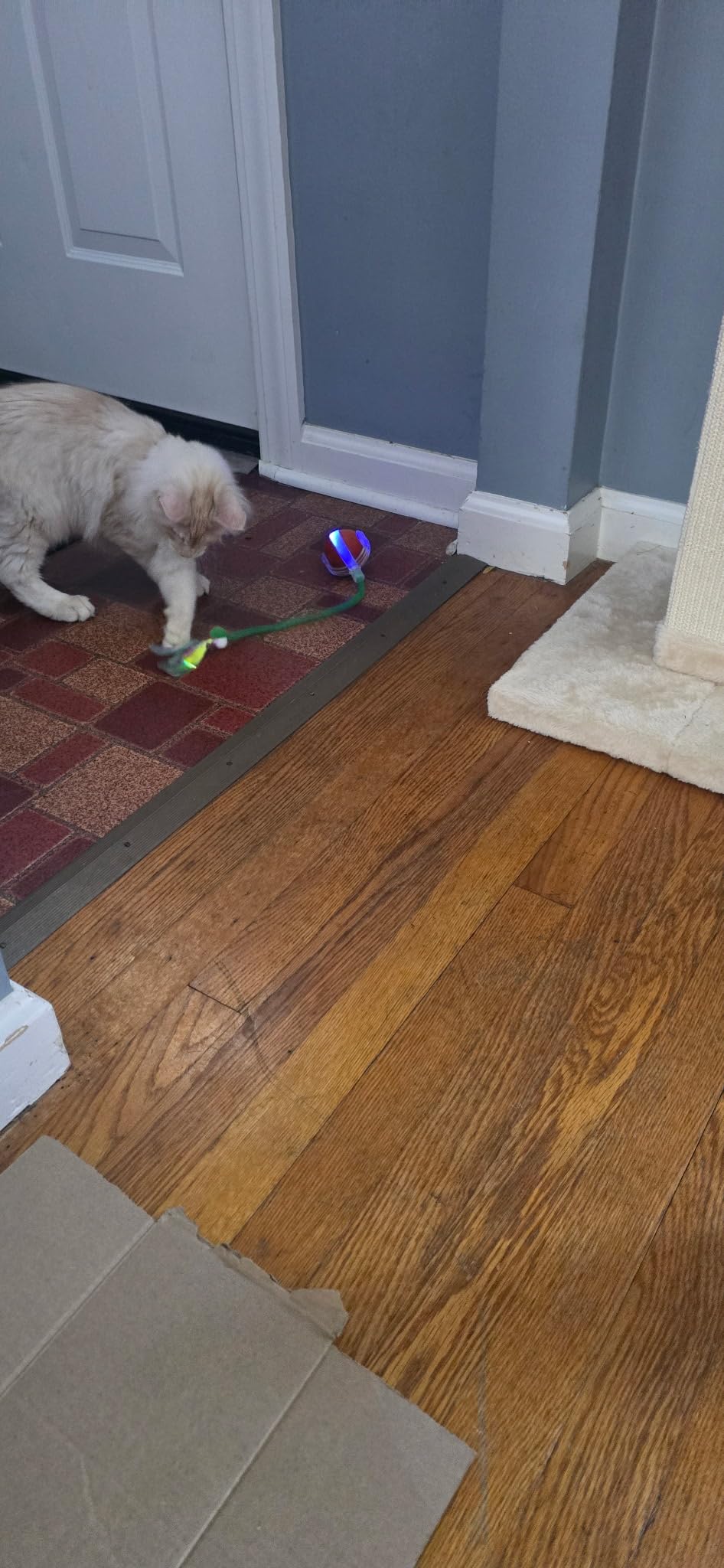 BABORUI Interactive Cat Toy Ball - Automatic Interactive Cat Toys for Indoor Cats with 3 Tails, 2 Speeds Rechargeable Cat Enrichment Toys customer photo 2