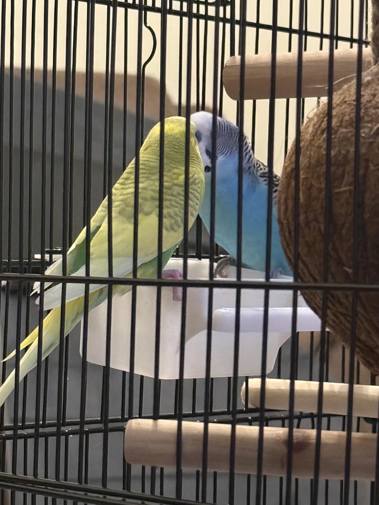 VEVOR 64-inch Open Top Large Parrot Bird Cage with Detachable Rolling Stand for Parakeets Finches Canaries Lovebirds Cockatiels Budgies Small Quaker Conures Flight Birdcage with Swing and Perch customer photo 1