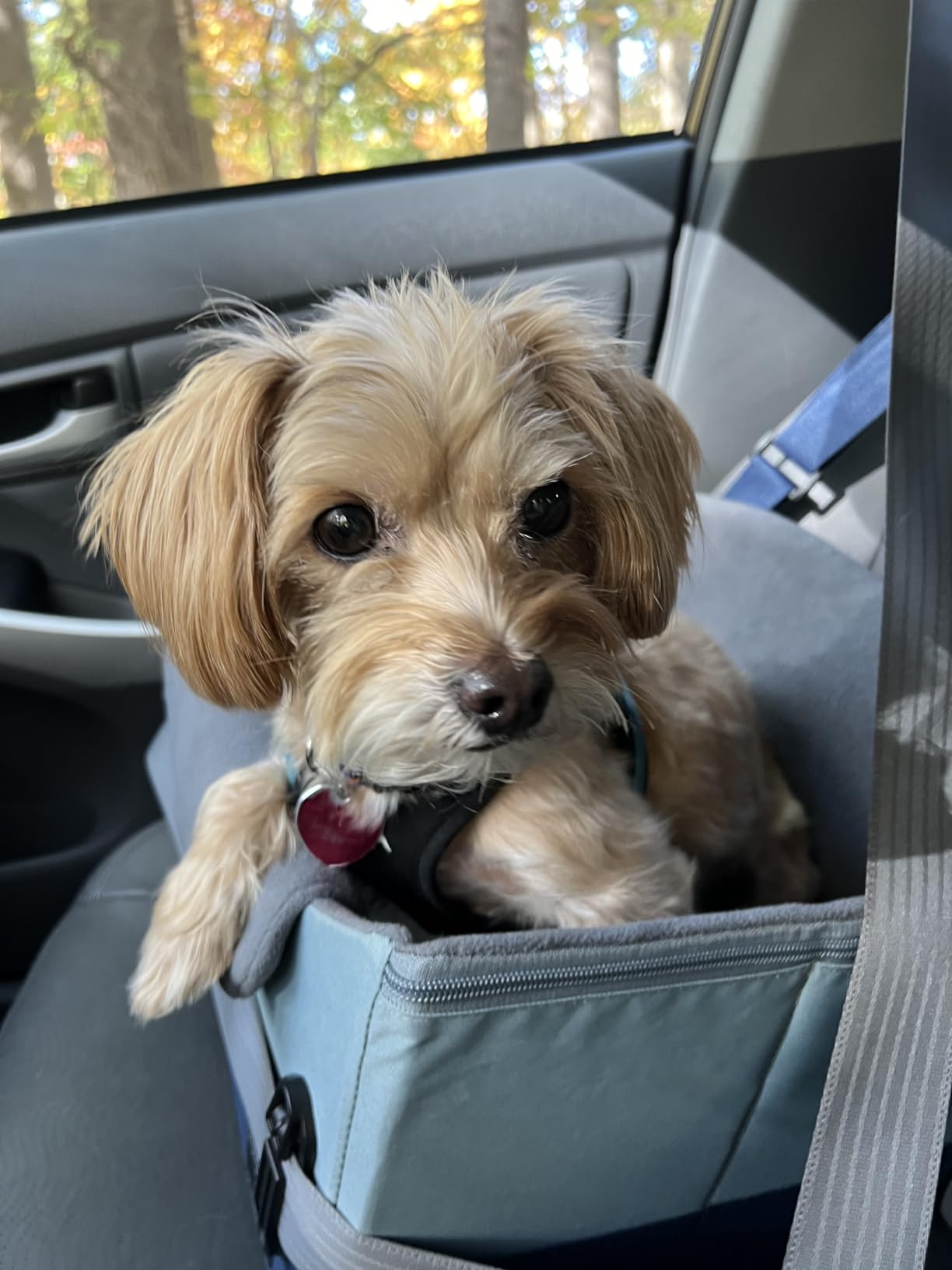 A 4 Pet Dog Car Seats for Small Dogs Under 25lbs - Safety Travel Booster Seat with Patent Buckles, Adjustable Leash - Reduces Anxiety & Road Trips - Frame Support for Cars, SUV, Pickup customer photo 1