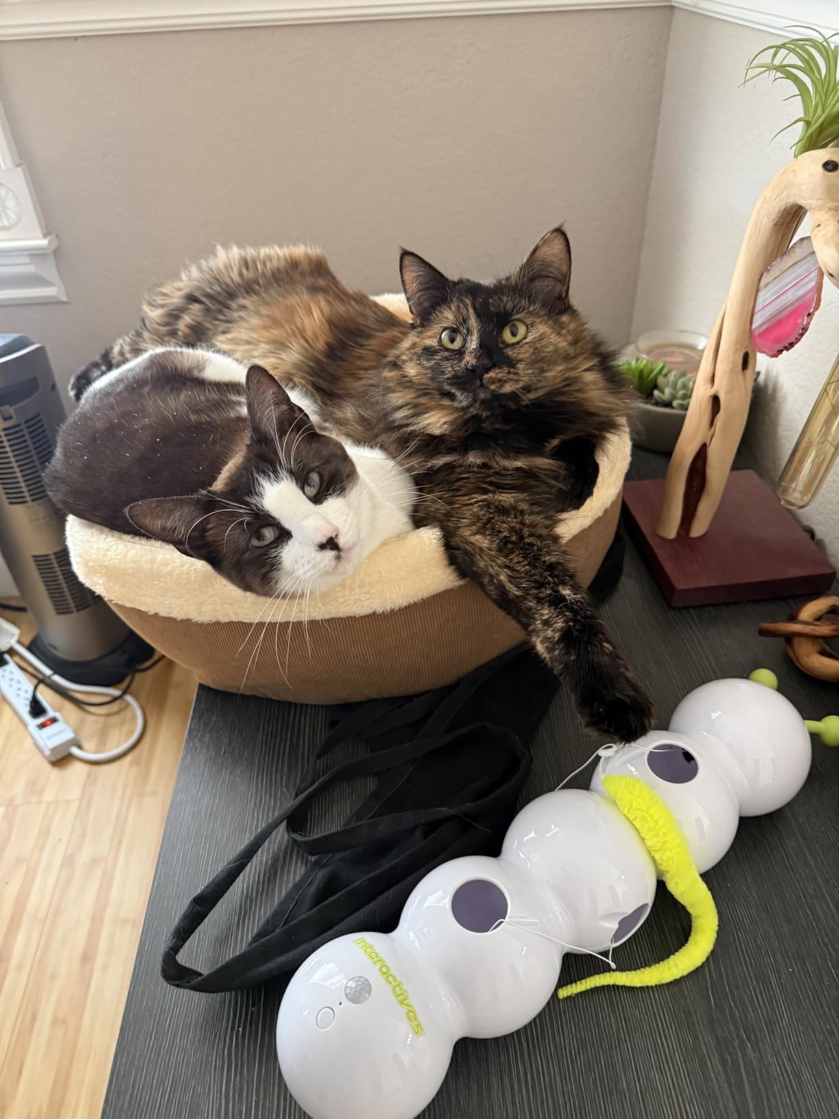 Cat Bed Cave - Enclosed Hideaway with Detachable Lid & Mat, Covered Round House for Indoor Kitten & Kitty (Yellow) customer photo 2