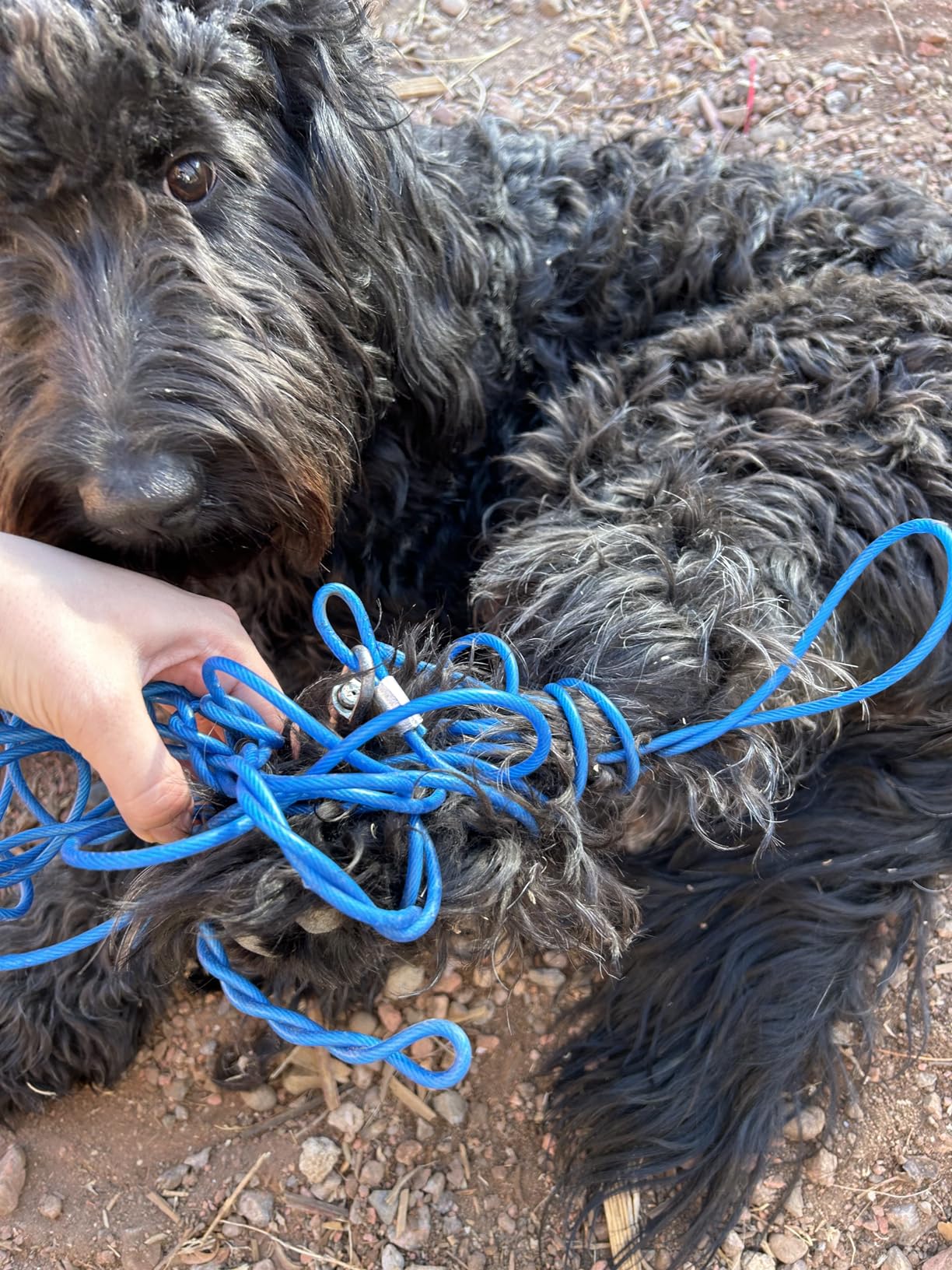 Snagle Paw Heavy Duty Dog Runner for Yard,75ft Dog Run Cable with 10ft & 10ft Pulley for Large Dogs Up to 250lbs, Aerial Zip Line for Backyard, Trolley System for Camping, Park, Outside customer photo 2