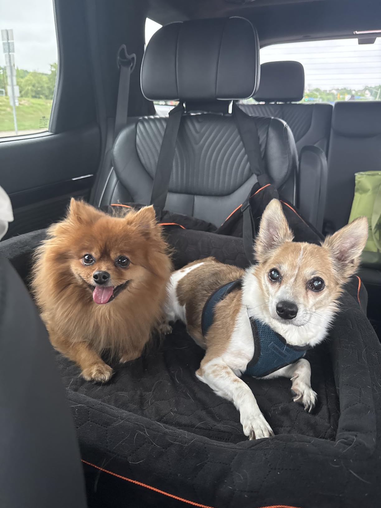 Dog Car Seat for Medium/Large Dog Booster Seat Under 60 lbs or 2 Small Dogs, Multi-Functional Pet Car Seat with Thick Cushion, 2 Safety Leashes (Gray) customer photo 1
