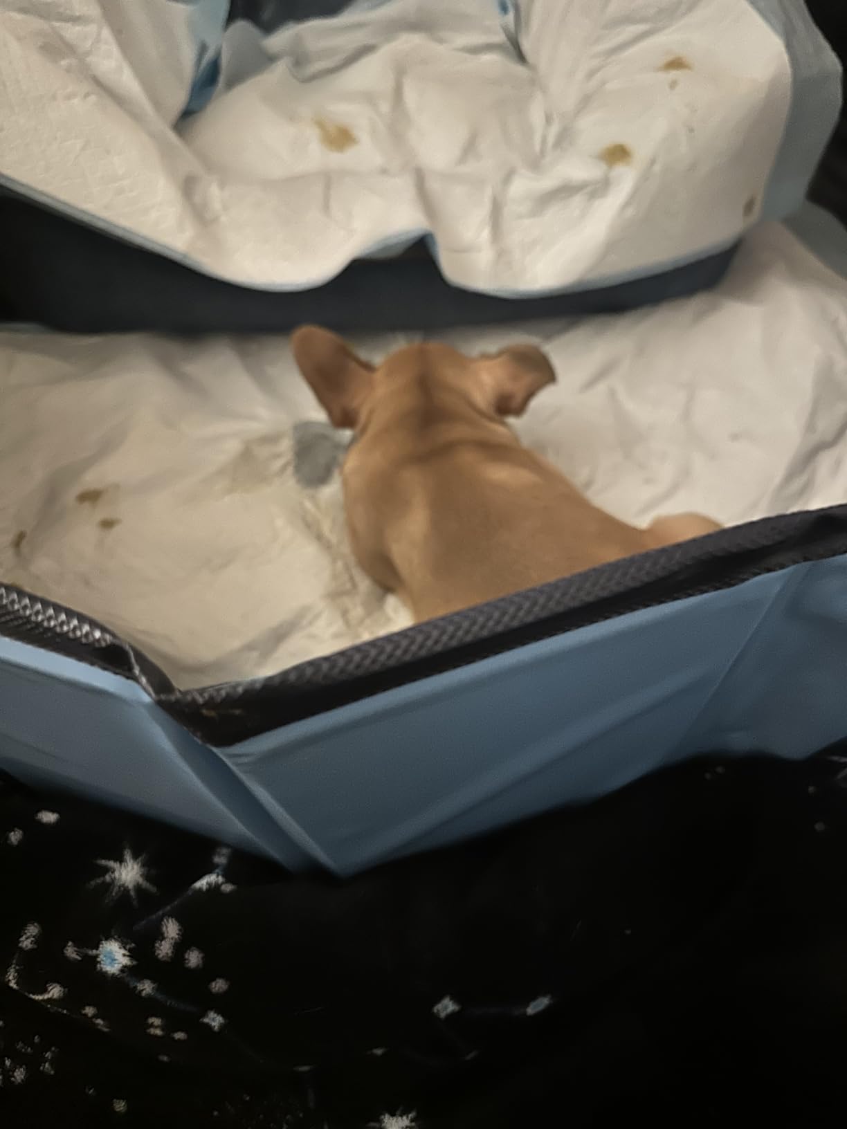 YSJILIDE Portable Dog Pool PVC Pet Swimming Pool Bathtub Collapsible Dog Pool, Hard Plastic Pool for Pets to Swim and Bath (L-64