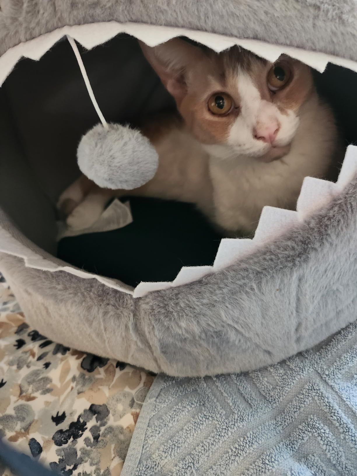Amazon Basics Shark Shape Cat House for Indoor Cats, Enclosed Design Helps Reduce Anxiety in Nervous Pets, with Washable Cushioned Pillow, 17