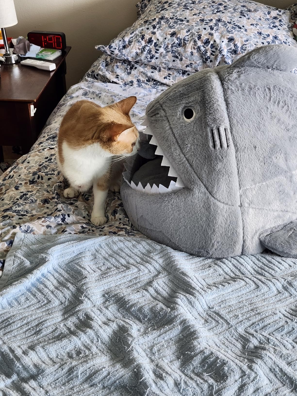 Amazon Basics Shark Shape Cat House for Indoor Cats, Enclosed Design Helps Reduce Anxiety in Nervous Pets, with Washable Cushioned Pillow, 17