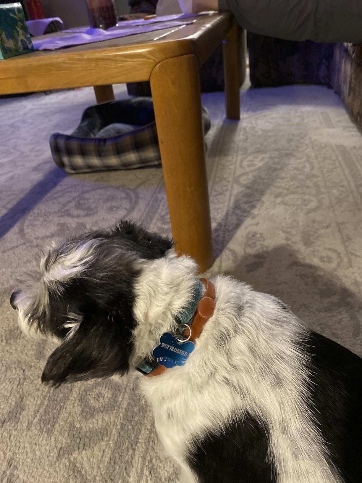 Wondercide Dog Collar - Flea, Tick, and Mosquito Repellent for Dogs - with Natural Essential Oils - Up to 4 Months Protection - Large customer photo 1