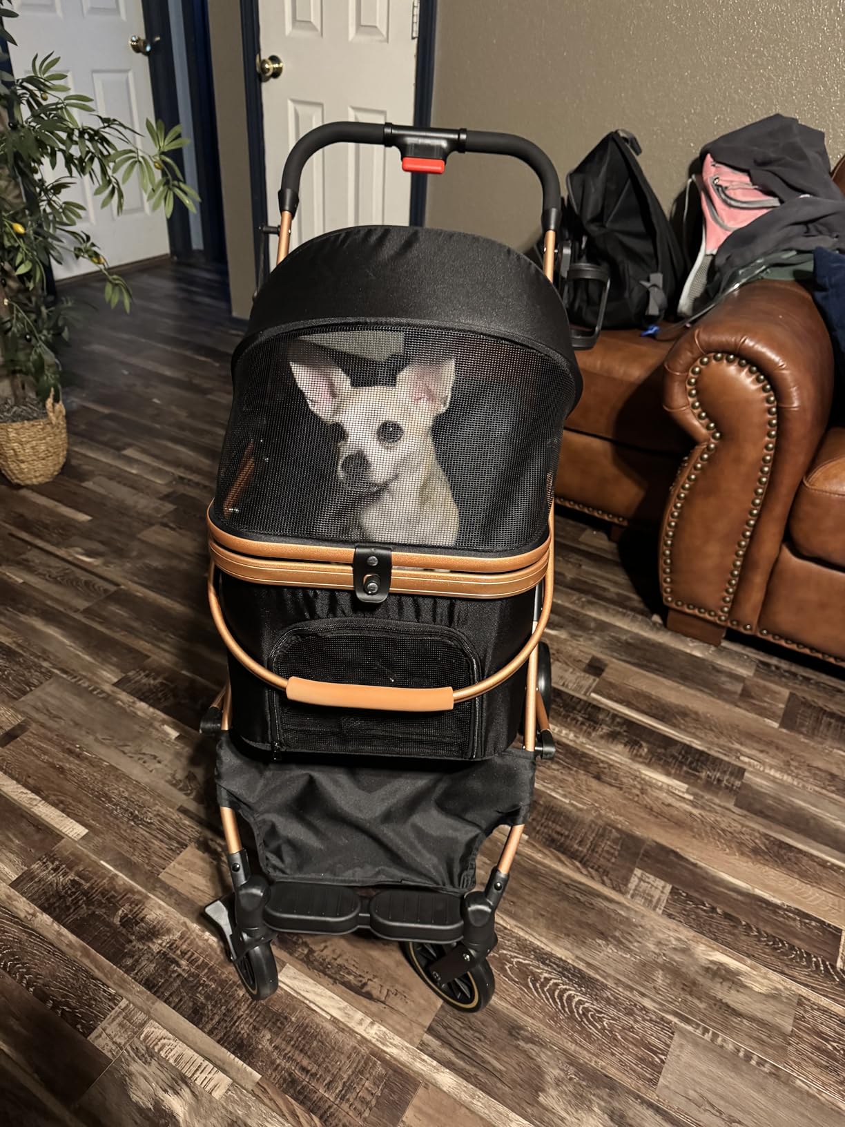 Pet Stroller for Small Dogs, Lightweight Small Dog Stroller for Dogs Cats with 6 Shock Absorption System, Detachable Carrier Suitable for Car Seat & Hand Carry, Safe Outings, Black customer photo 1