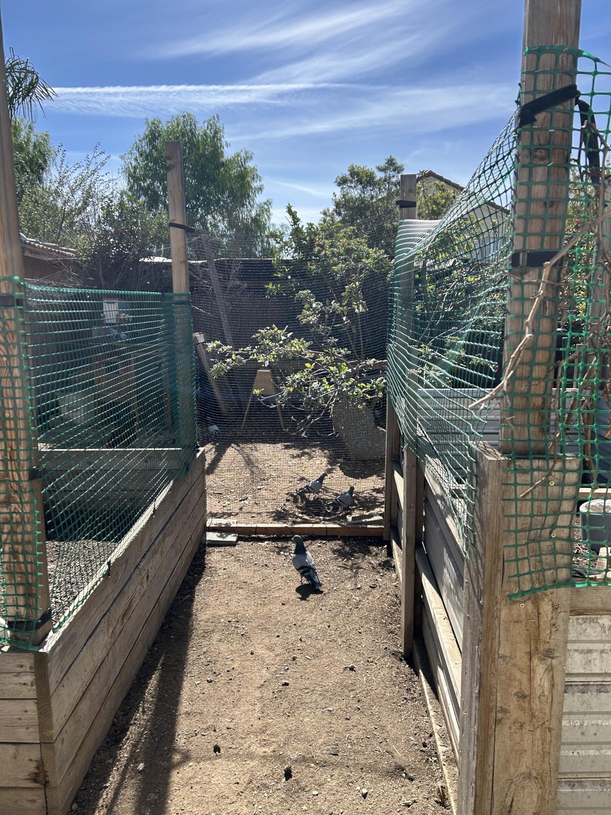 Plastic Mesh Fence Deer Fencing 4x75ft, Reinforced Edges, 55gsm Heavy Duty Temporary Fence, Ideal for Garden Netting, Animal Barrier, Safety Netting, Fruit Plant Protection, Black customer photo 2