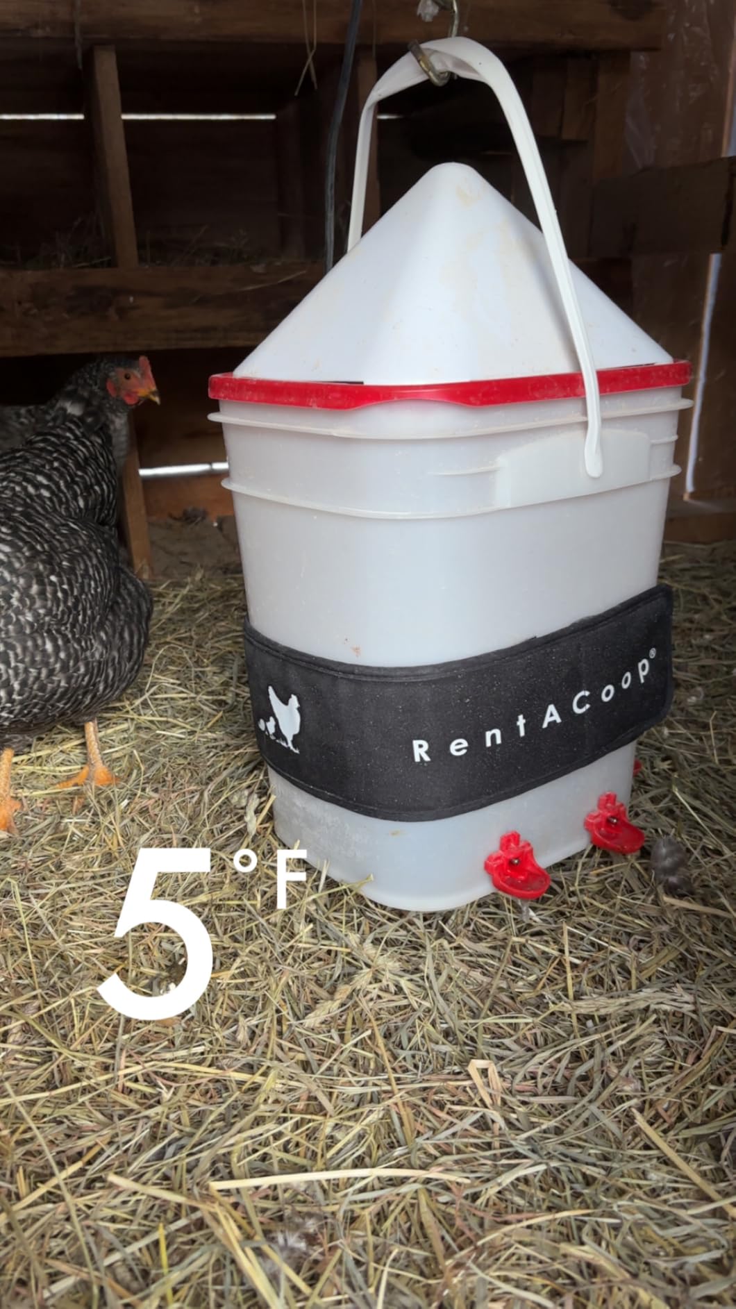 RentACoop Heated Chicken Waterer Belt for Winter, Thermo Bucket Heater Strap LG with Insulated Wrap for 2-5 Gal, 40W Energy Efficient, Safe to -10°F, Auto Thermostat customer photo 1