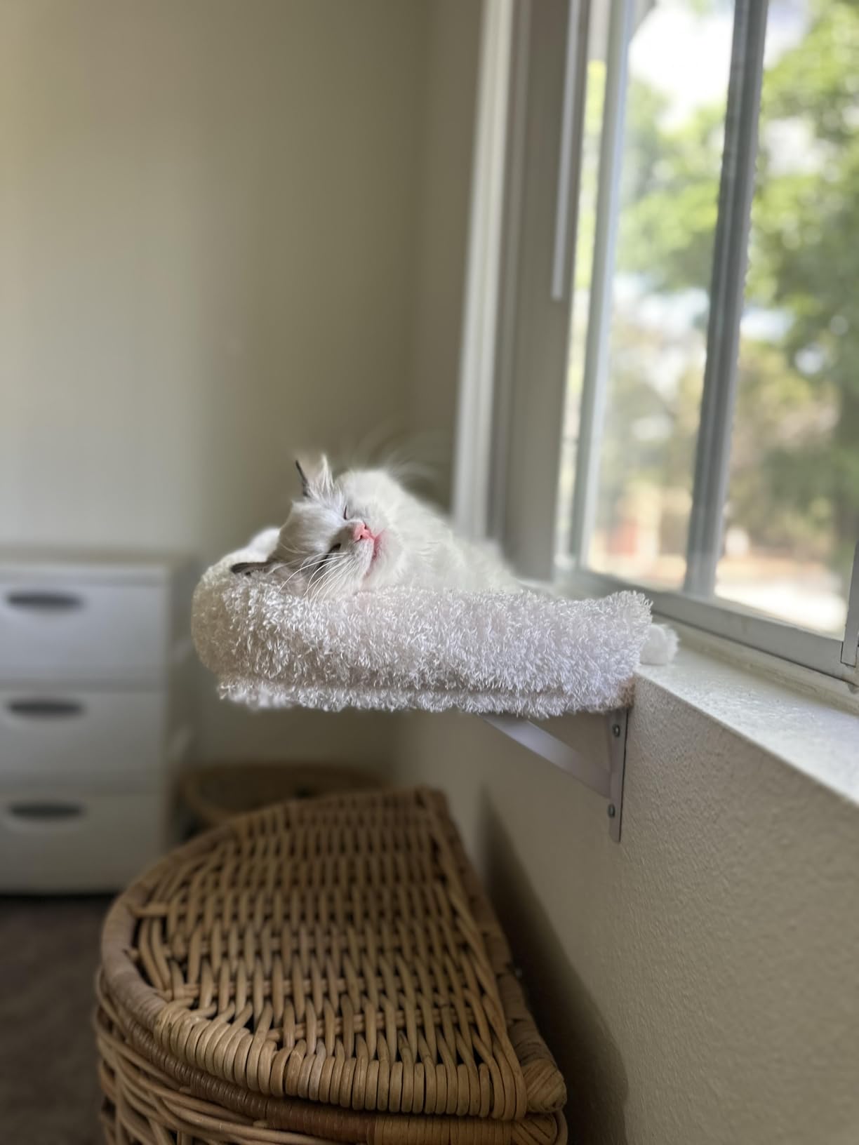 FUKUMARU Cat Wall Shelves, Stable & Safe 5 in 1 Cat Walls Furniture Set, Wooden Kitten Climbing Wall with Scratching Post for 16 Inch Drywall - Beige customer photo 2