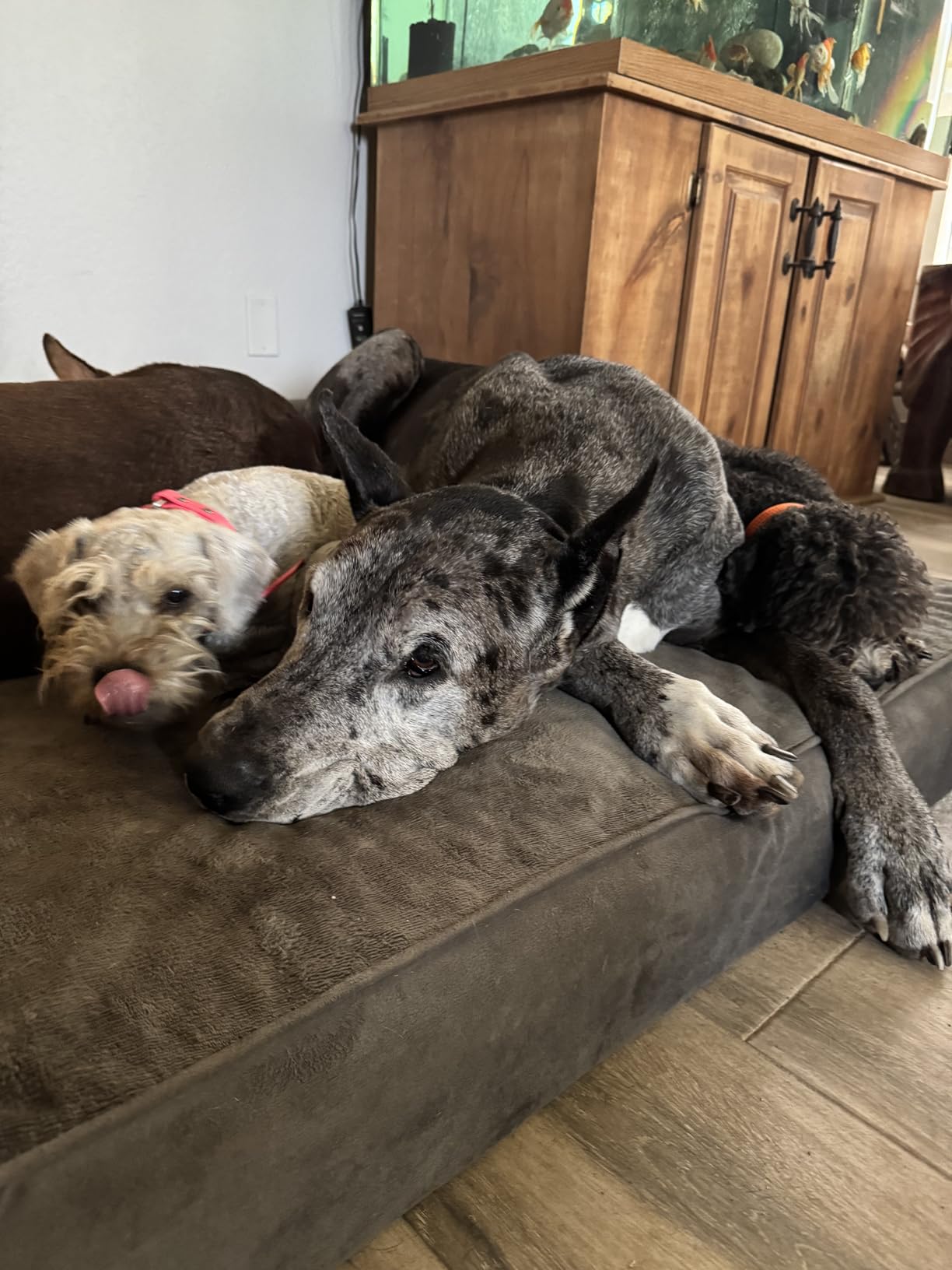 NOAH & PAW XL Dog Bed, 45x35x9.1 Inch, Orthopedic Large Dog Beds, Eggshell Memory Foam Infused with Cooling Gel, Water Resistant, Machine Washable, Includes Inner Cover (Velvet Collection) customer photo 1