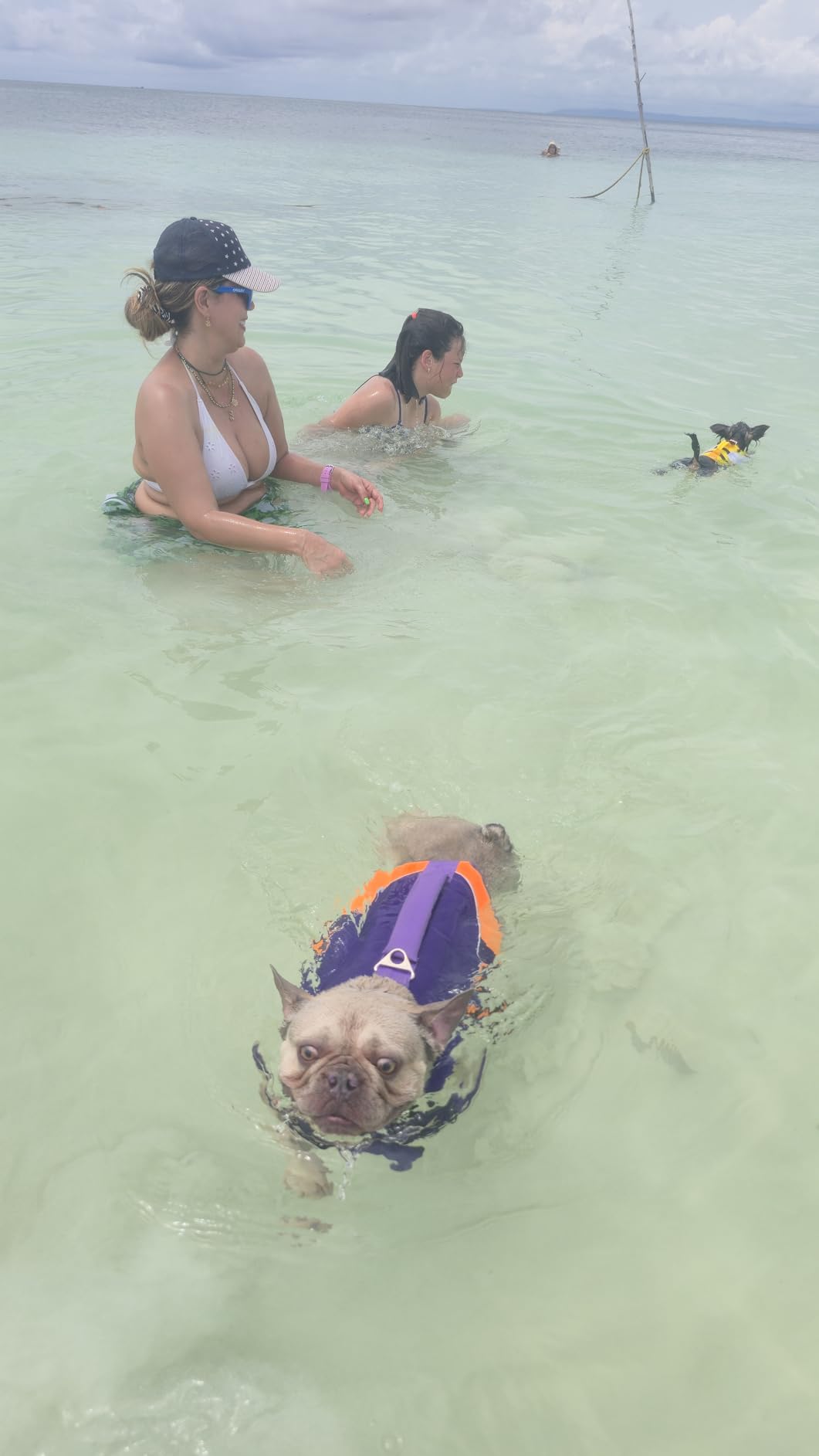 Queenmore XXL Dog Life Jacket, Large Dog Life Vest for Swimming Boating, Giant Big Dog Swim Vest, Ripstop Pet Life Vests with Rescue Handle Leash Hole, Safety Water Floating Vest, Hi-Vis Green customer photo 1