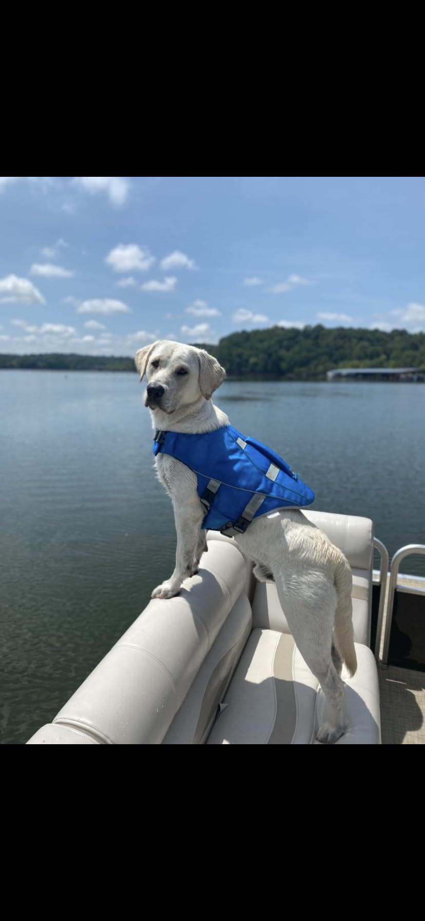 Queenmore XXL Dog Life Jacket, Large Dog Life Vest for Swimming Boating, Giant Big Dog Swim Vest, Ripstop Pet Life Vests with Rescue Handle Leash Hole, Safety Water Floating Vest, Hi-Vis Green customer photo 2