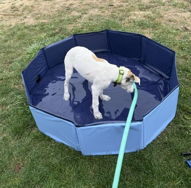 COMMOUDS Foldable Dog Pool for Large Dogs, Hard Plastic Dog Kiddie Swimming Pool, Collapsible Pet Bath Tub Wading Pools for Kids and Puppy Small Medium Dogs(63inch.D x 12inch.H) customer photo 1