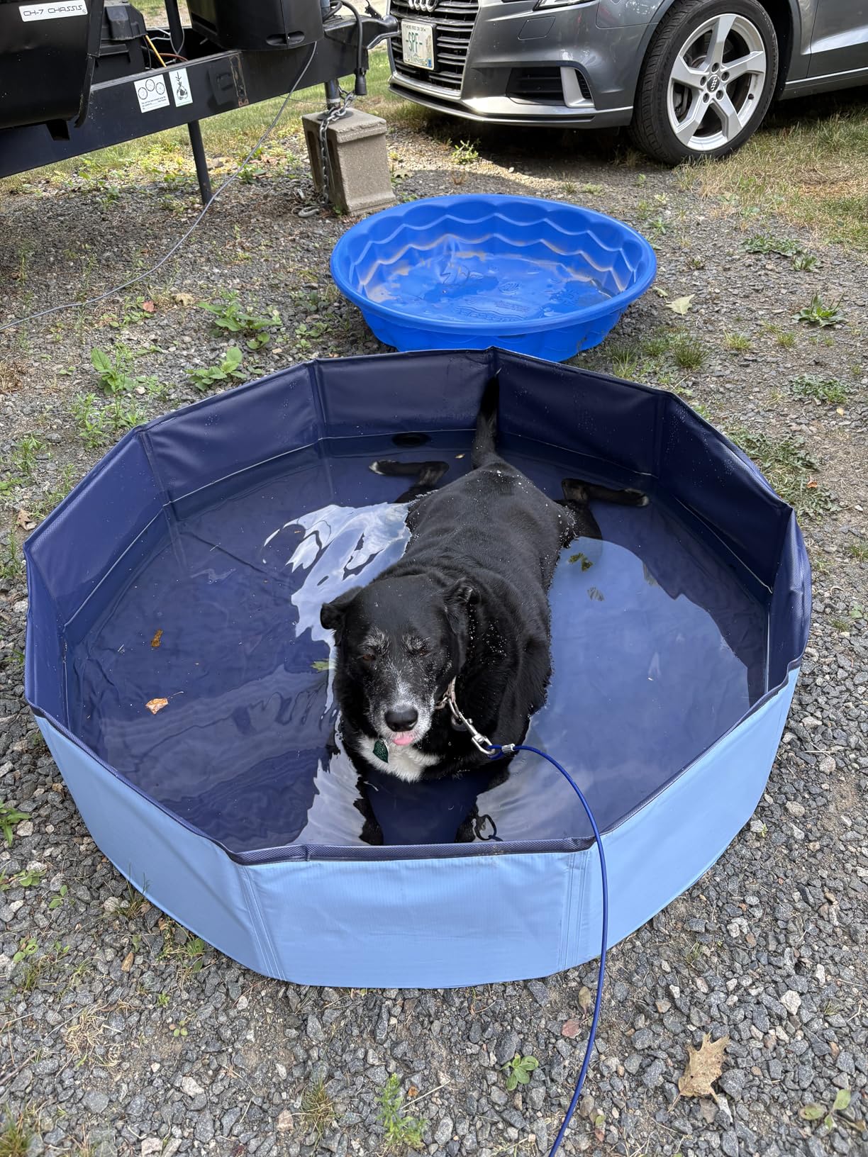 COMMOUDS Foldable Dog Pool for Large Dogs, Hard Plastic Dog Kiddie Swimming Pool, Collapsible Pet Bath Tub Wading Pools for Kids and Puppy Small Medium Dogs(63inch.D x 12inch.H) customer photo 2