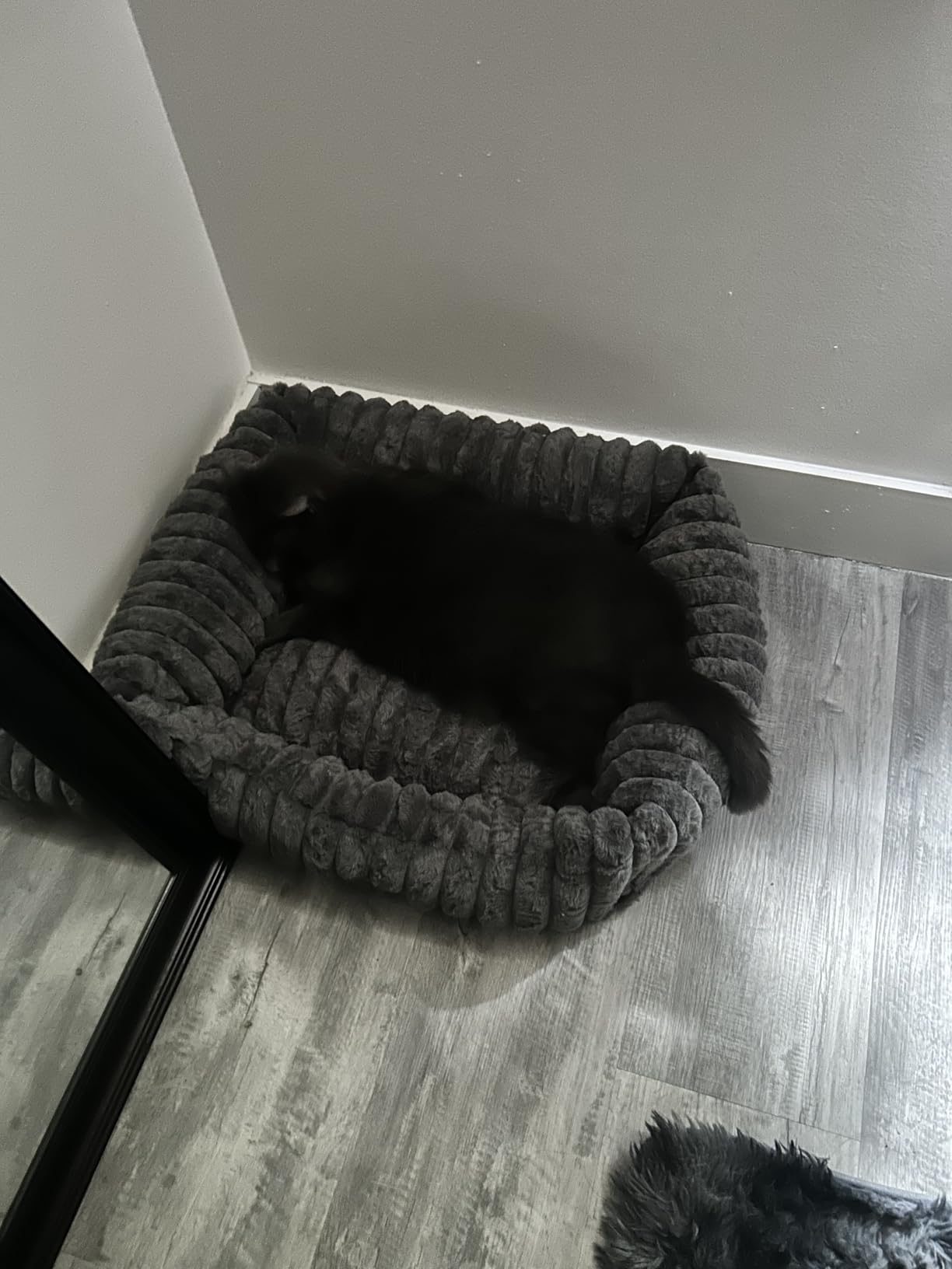ZOMISIA Large Cat Beds - Orthopedic Dog Bed for Medium Dogs, Rectangle Pet Bed with Fluffy Removable Washable Cover, 25x21x9inches, Grey customer photo 1