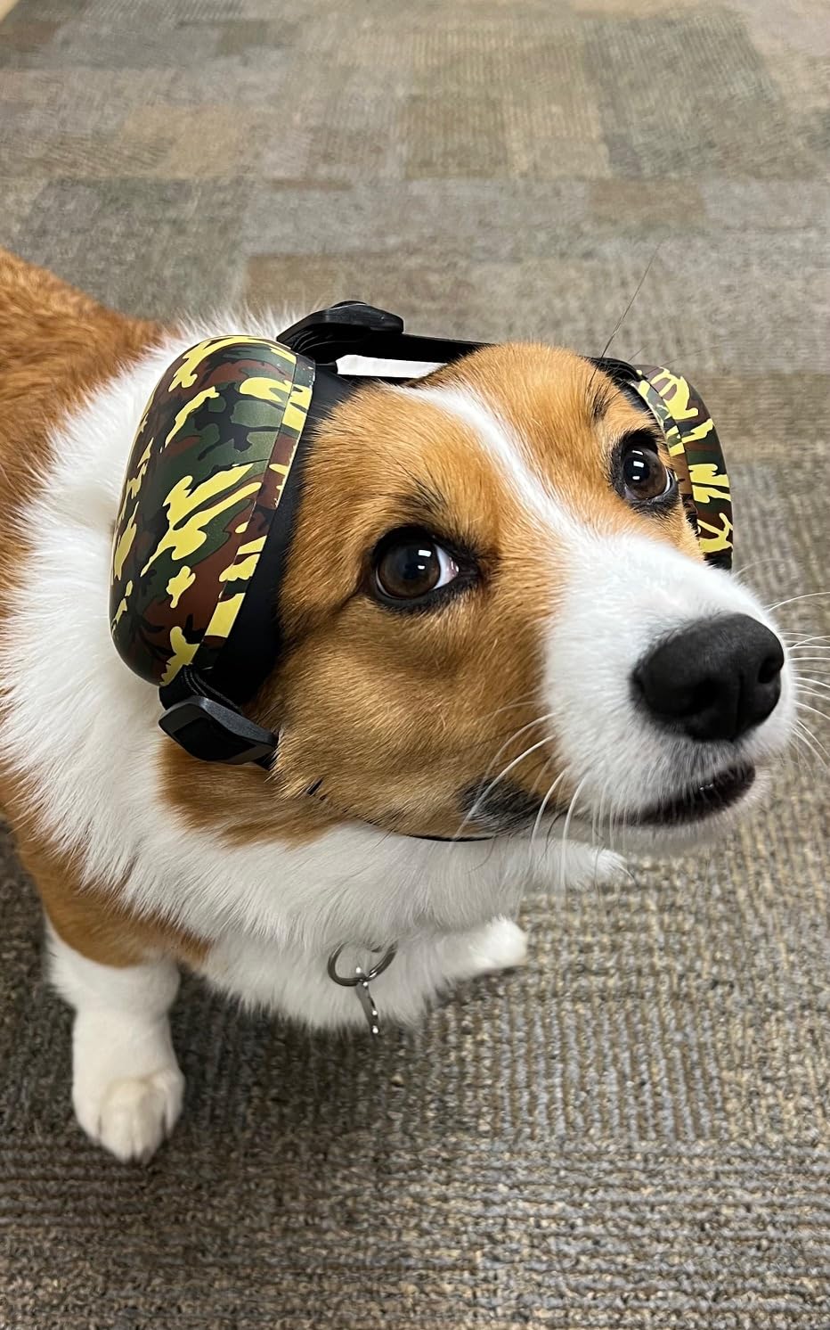 Dog Ear Muffs for Noise Protection 30db - Dog Noise Cancelling Headphones for Hearing Protection (S) customer photo 1