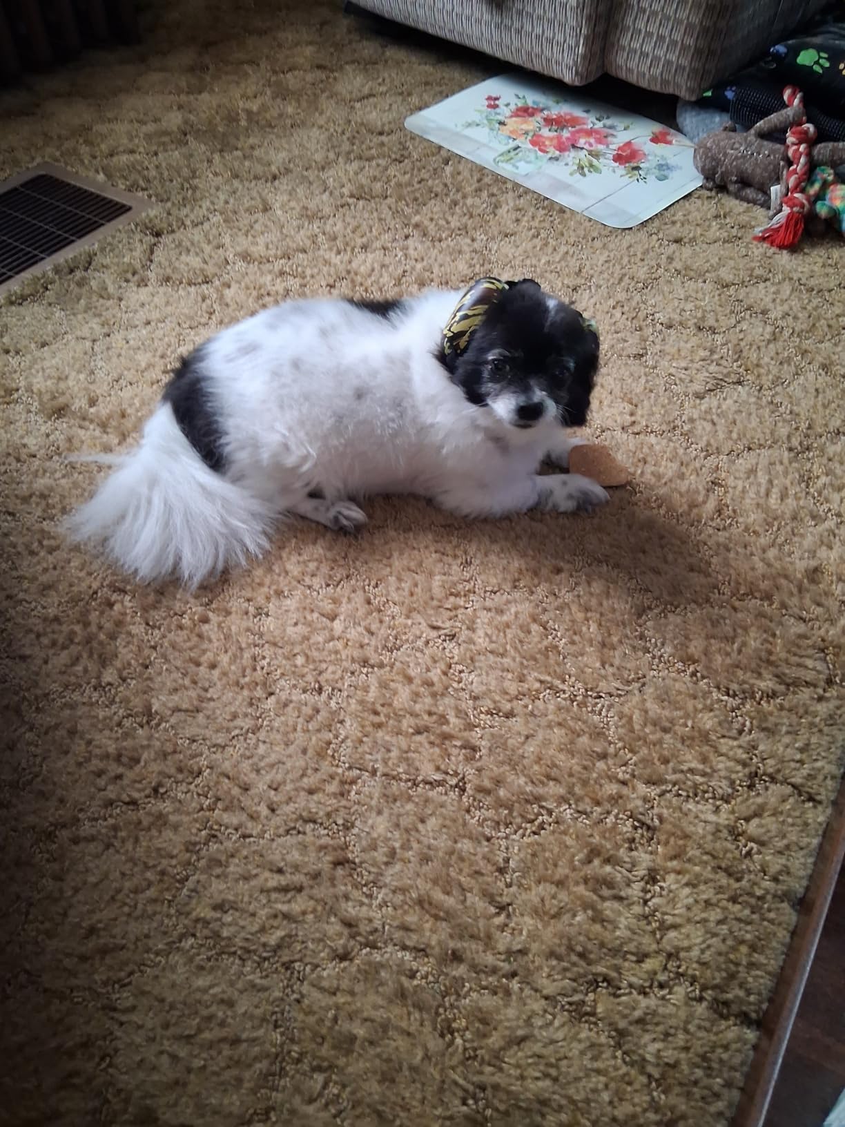 Dog Ear Muffs for Noise Protection 30db - Dog Noise Cancelling Headphones for Hearing Protection (S) customer photo 2