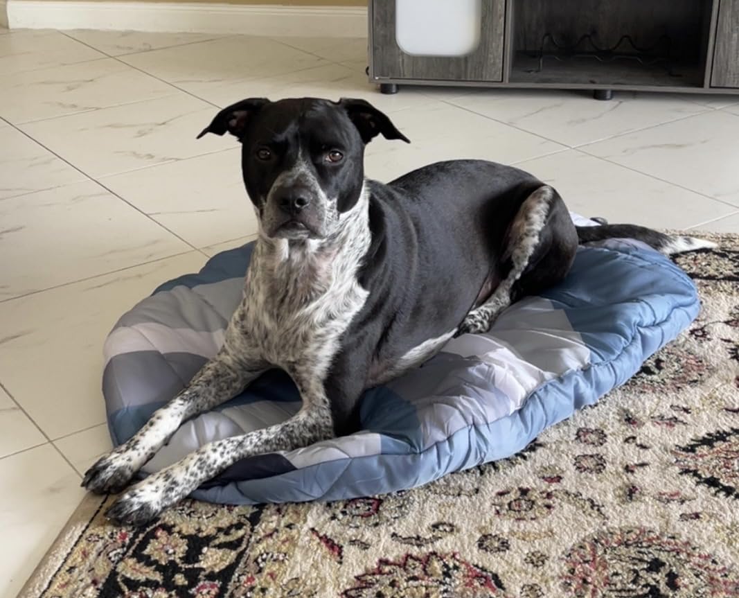 Travel Dog Bed (42