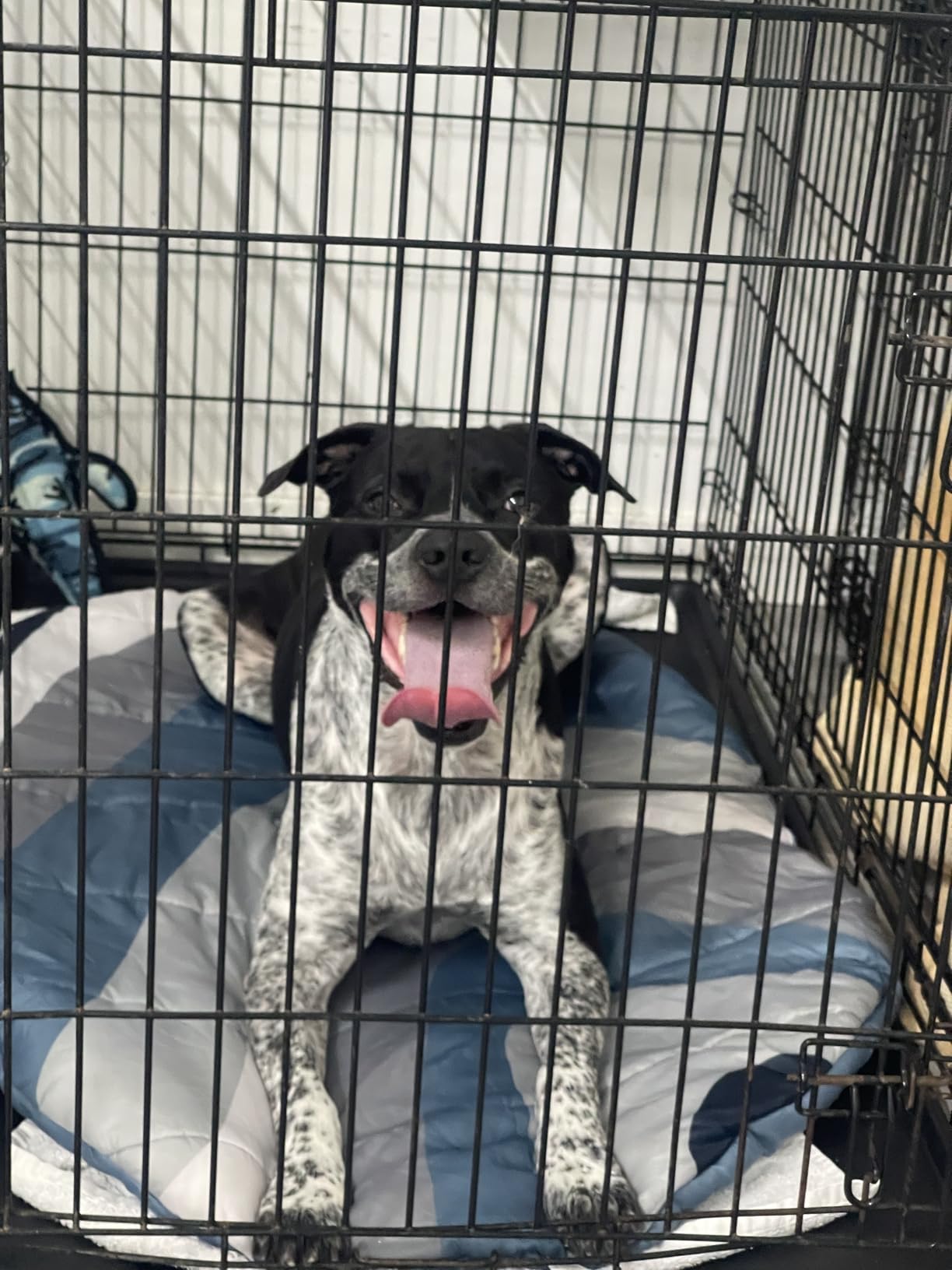 Travel Dog Bed (42