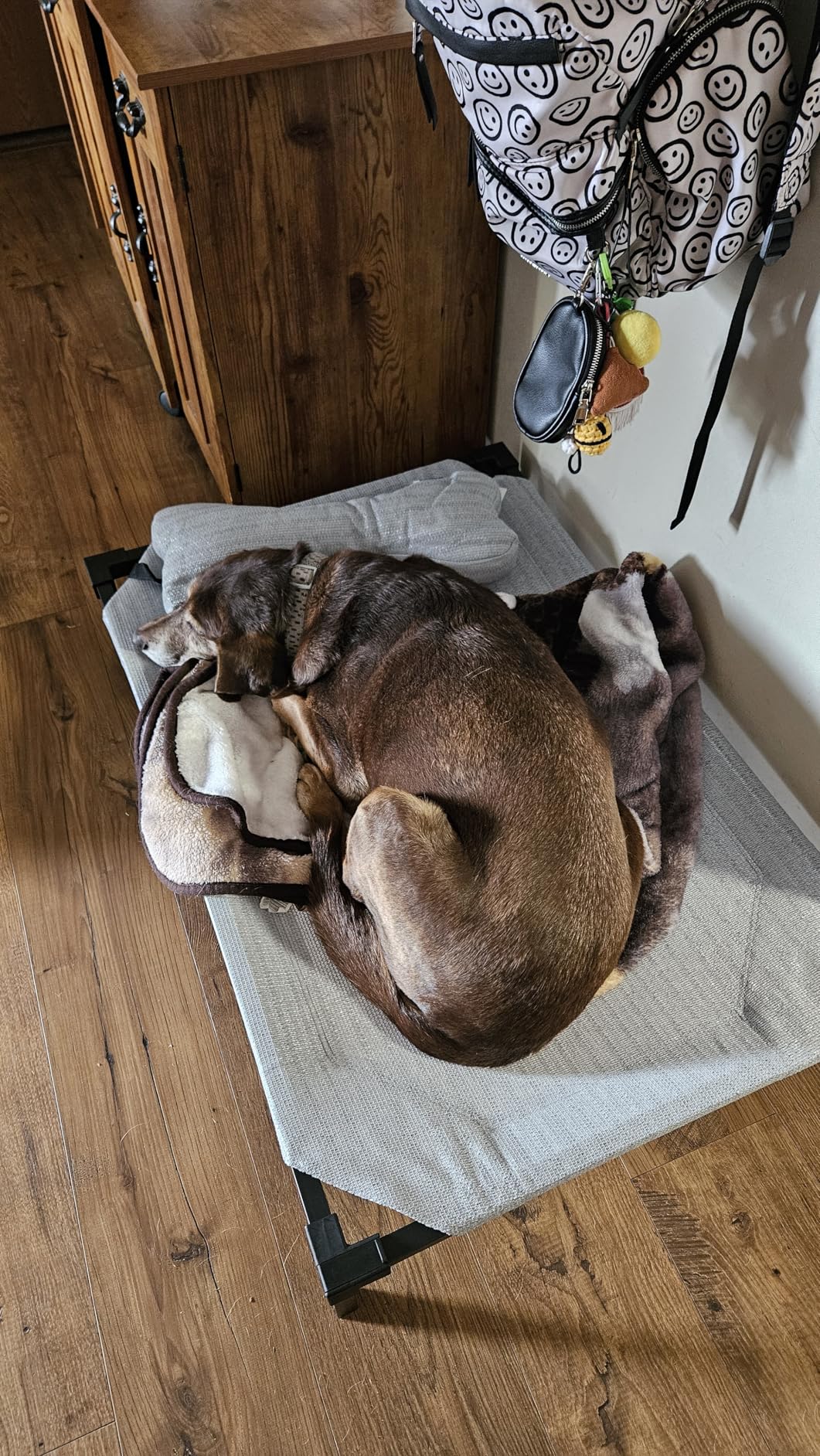 Coolaroo Pro Elevated Dog Bed with HeatShield Fabric - Advanced Cooling Raised Cot for Small & Medium Breeds, Easy-Clean, Low-to-Ground Access, Bonus Bolster Pillow - Pacific Crest Blue customer photo 1