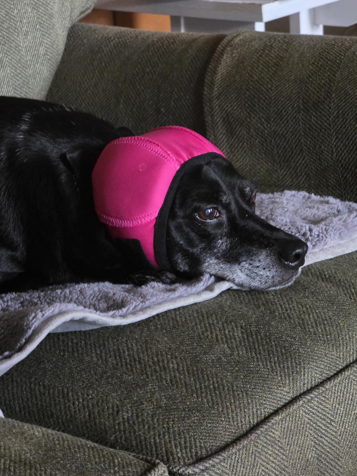 LIANZIMAU Quiet Ears for Dogs Comfort Calming Hoodie Dog Ear Covers for Noise & Anxiety Relief customer photo 2