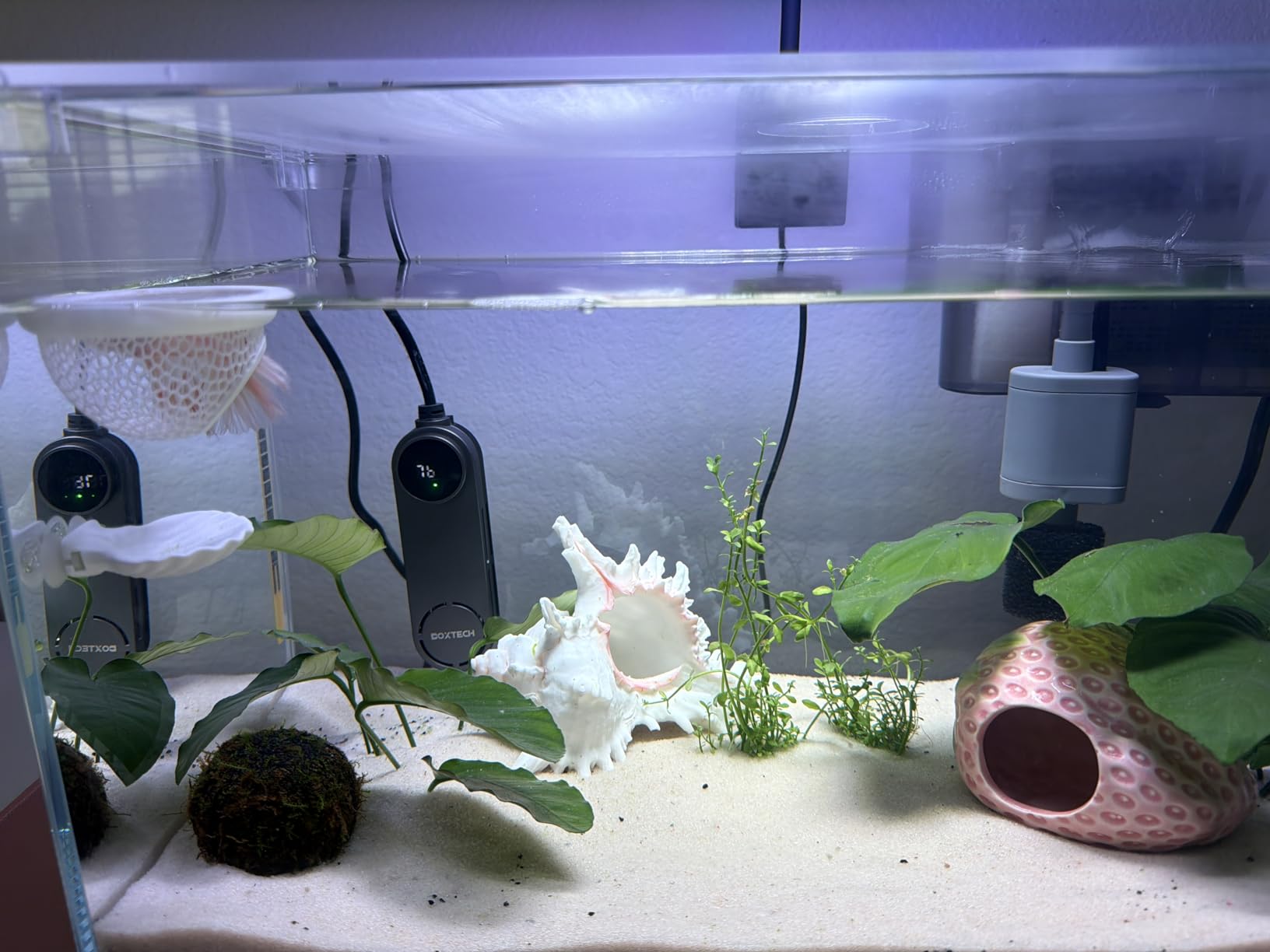 Vimvins 5 Gallon Glass Small Fish Tank with Filter Light and Lid, Betta Aquarium Starter Kits customer photo 2