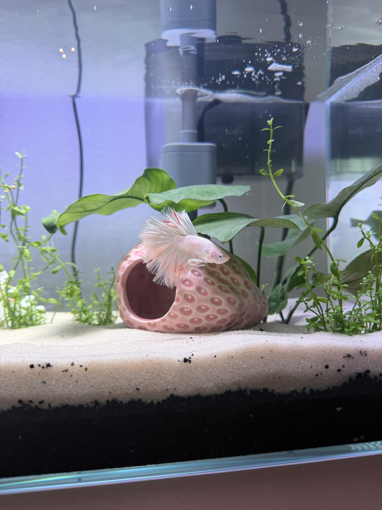 3 Gallon Glass Small Fish Tank, Betta Fish Tank Starter Kit with Filter, Lights, Lid customer photo 1