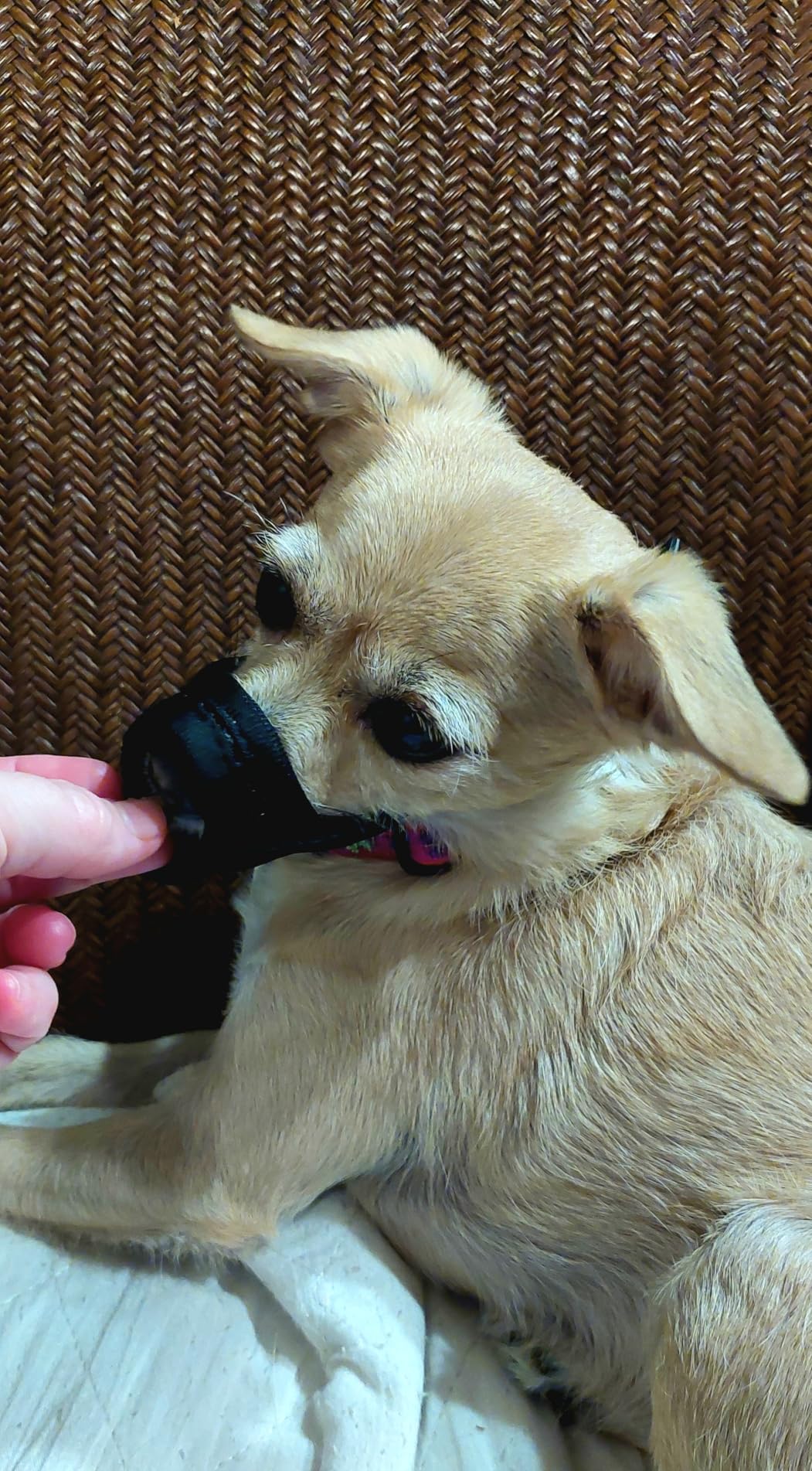 Mayerzon Mesh Muzzle for Short Snout and Small Medium Dogs Anti-Biting, Focus on Brachycephalic Dogs like Chihuahua Pomeranian, Breathable Fabric, Opening Front, Allow Panting, for Grooming Vet Visits customer photo 1