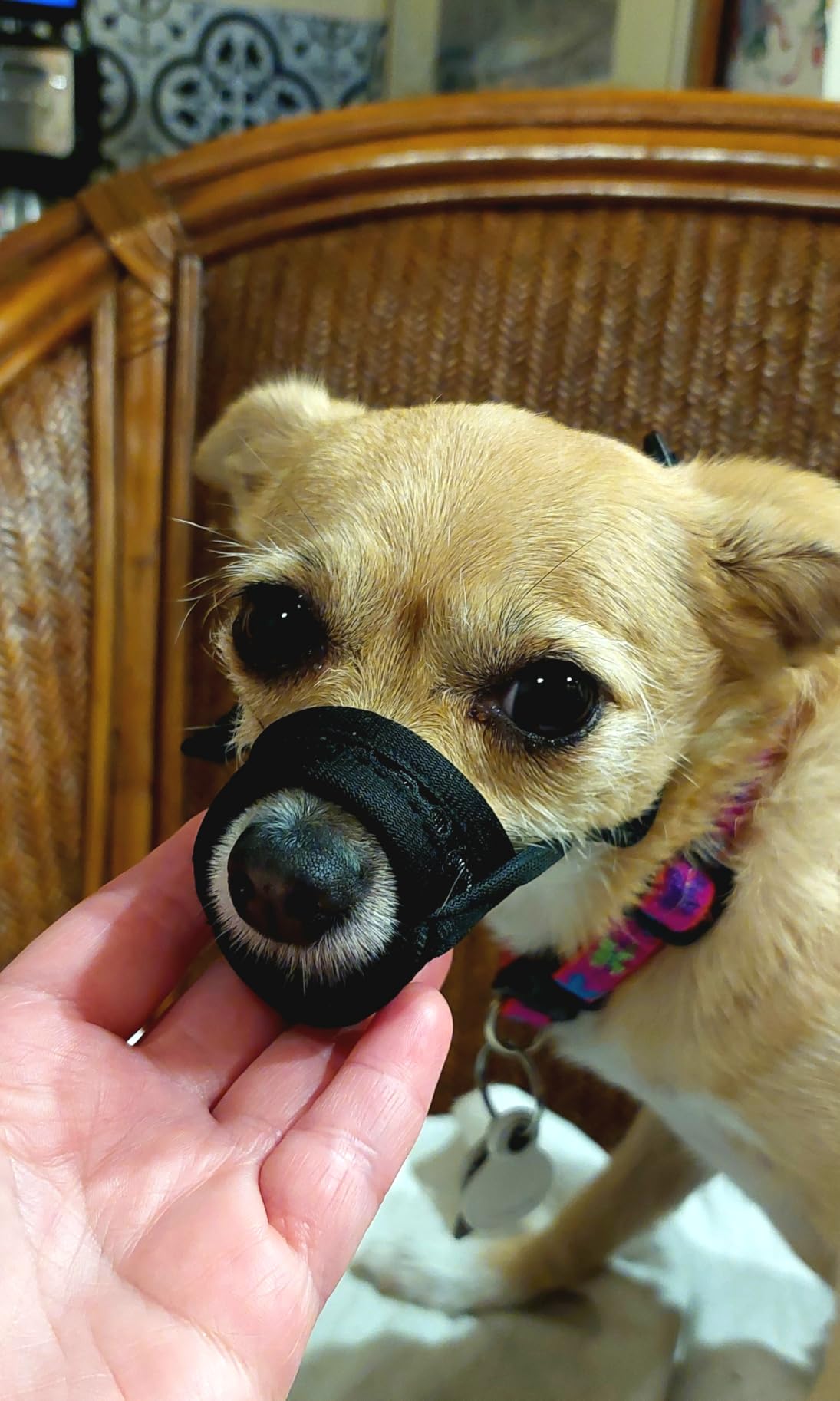 Mayerzon Mesh Muzzle for Short Snout and Small Medium Dogs Anti-Biting, Focus on Brachycephalic Dogs like Chihuahua Pomeranian, Breathable Fabric, Opening Front, Allow Panting, for Grooming Vet Visits customer photo 2
