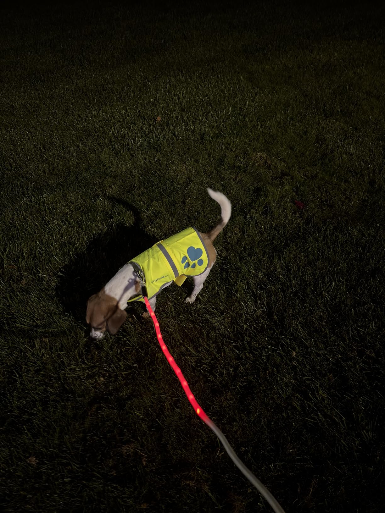 YFbrite 6FT Light up Dog Leash with 15 Flashing Modes - Super Bright LED Dog Leash for Small Medium Large Dogs - Type-c Rechargeable Dogs Leashes Light (Multi-Color, 6FT (180cm)) customer photo 2