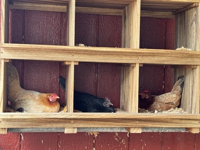 Neoaider Nesting Boxes for Chickens 8 Compartment, Wall-Mounted Wooden Chicken Nesting Box, Ensuring Comfortable Egg Laying, Preventing Egg Falls, Perfect for Backyard and Poultry Farms customer photo 2
