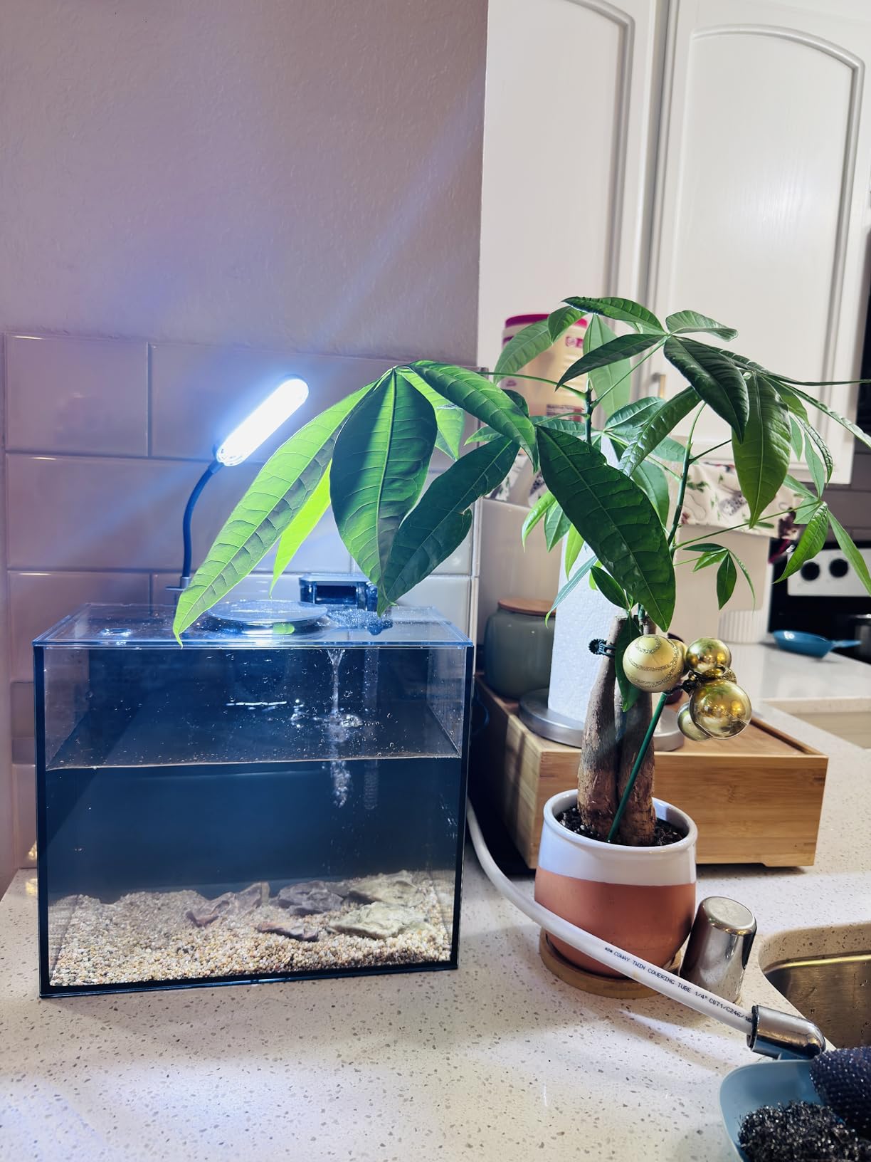 Wonderfactory 5 Gallon Small Aquarium Set Glass Fish Tank 6 Gallon, Starter Kit with Heater Water Pump Cleaning System Filter Bright Light Rocks Gravel Cleaning Tool, Clear Rimless Betta Plants customer photo 1