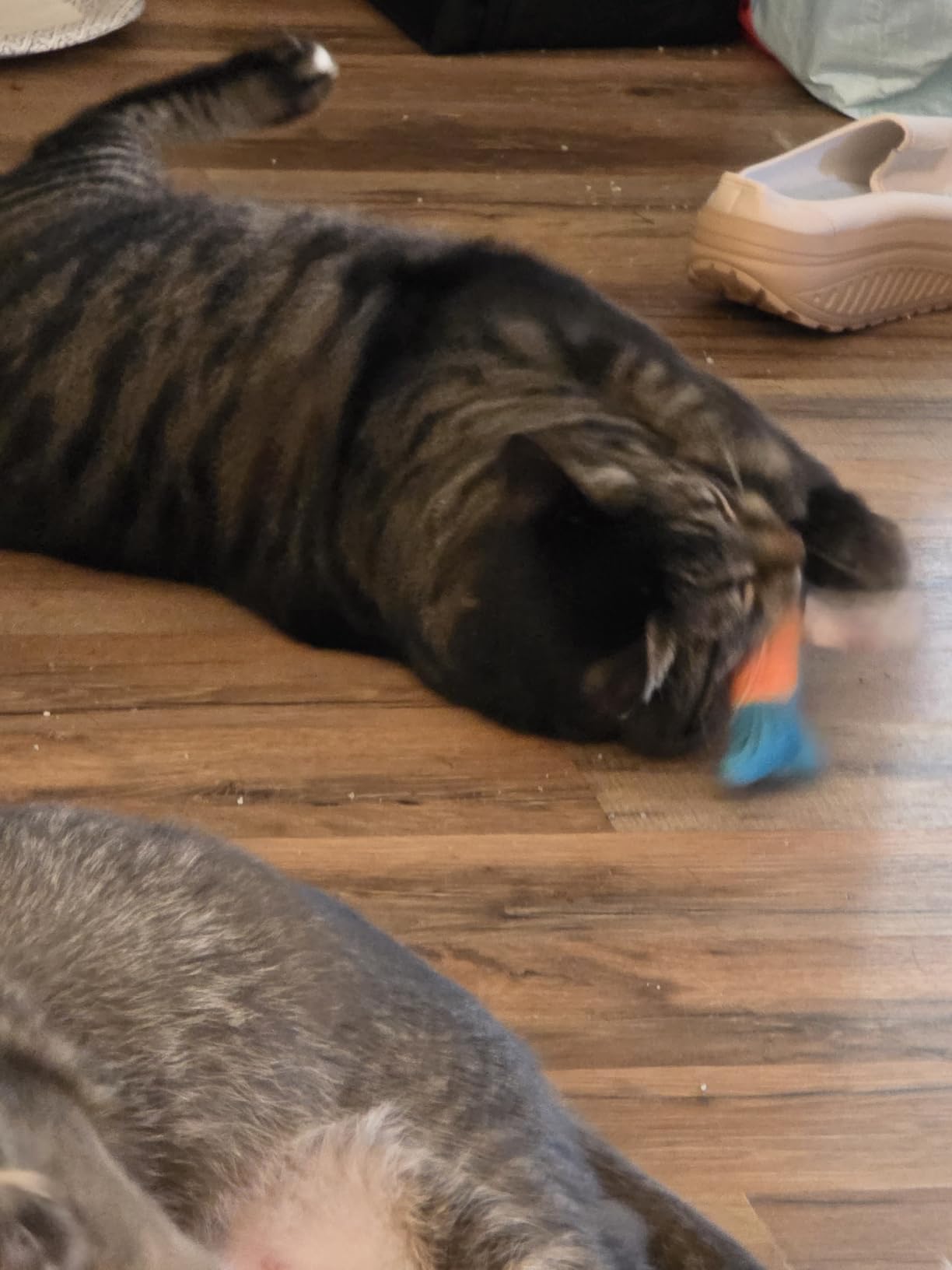 PetBusy Cat Toys with 5000mg Natural Catnip & Silvervine, Interactive Soft Chew Kicker Cat Toys for Indoor Cats & Kittens, Crinkle & Bell Fish Sound Toy customer photo 2