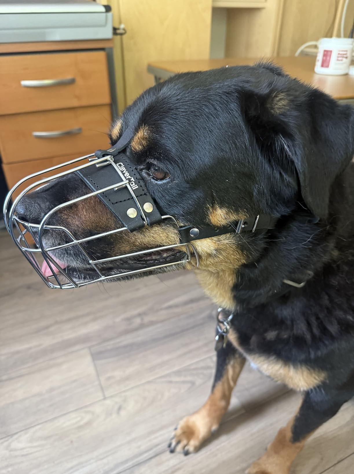 Metal Husky Muzzle for Large Sized Dog - Basket Muzzle for Dogs with Adjustable Leather Straps - Steel Cage Dog Muzzle to Prevent Biting and Eating - Mouth Guard for Large and Medium Dogs customer photo 1