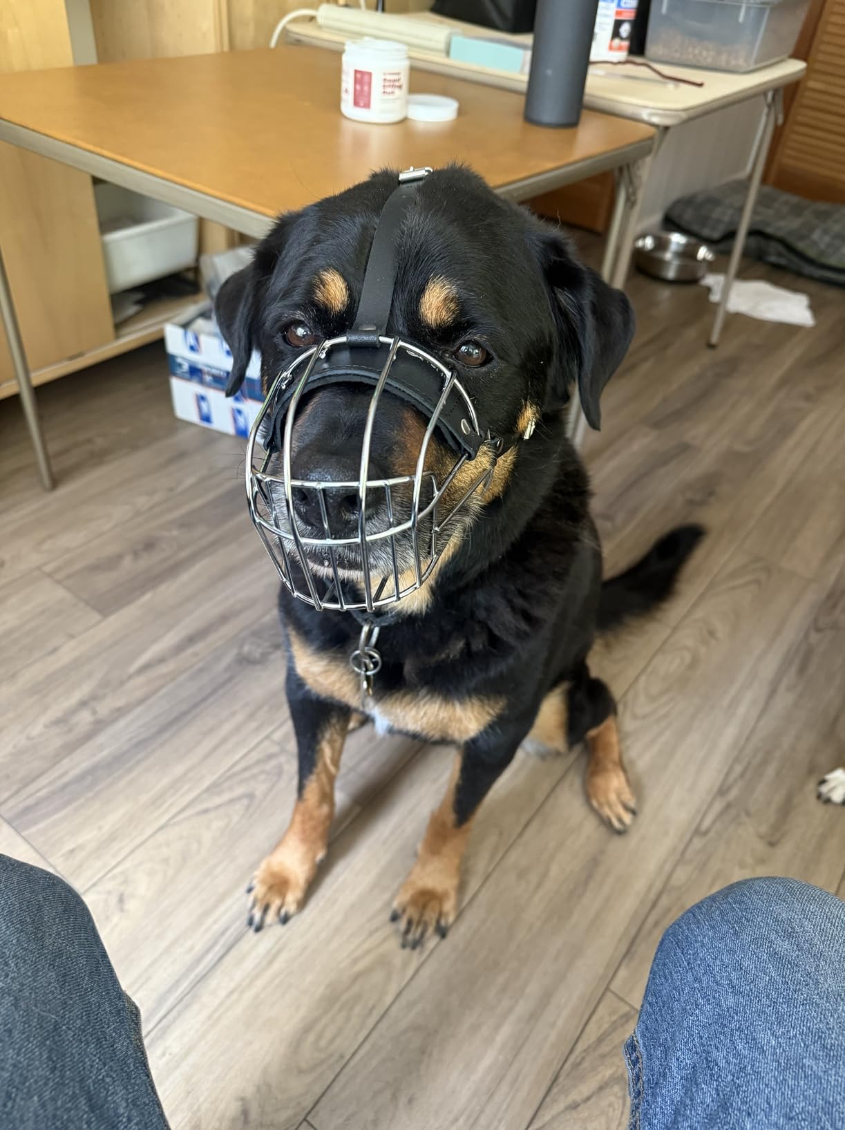 Metal Husky Muzzle for Large Sized Dog - Basket Muzzle for Dogs with Adjustable Leather Straps - Steel Cage Dog Muzzle to Prevent Biting and Eating - Mouth Guard for Large and Medium Dogs customer photo 2