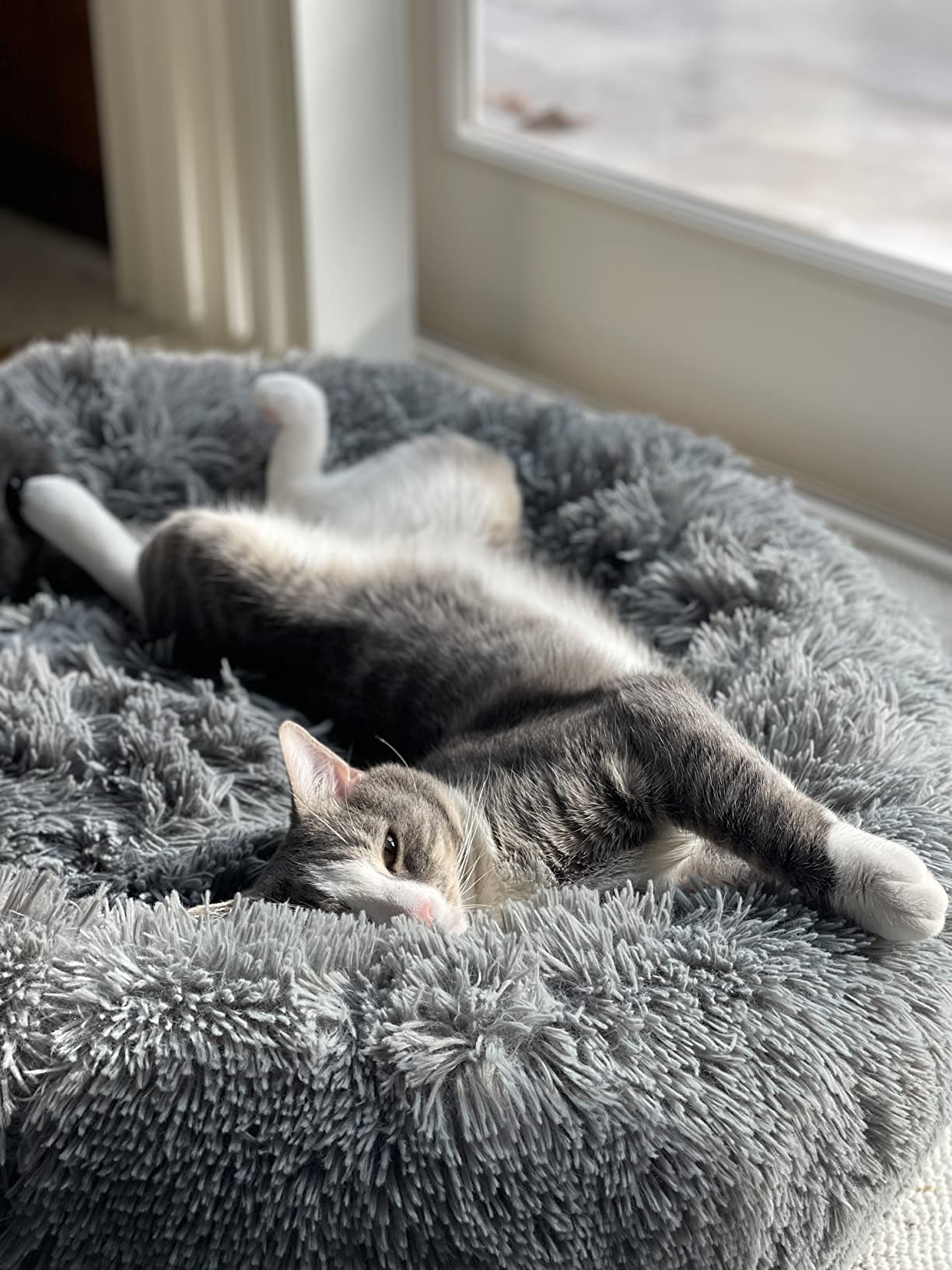 okocat Original Wood Clumping Cat Litter, Unscented, 12.6 Pounds - Natural Ingredients, Stops Odor, Clumps Solid, 99% Dust Free customer photo 2