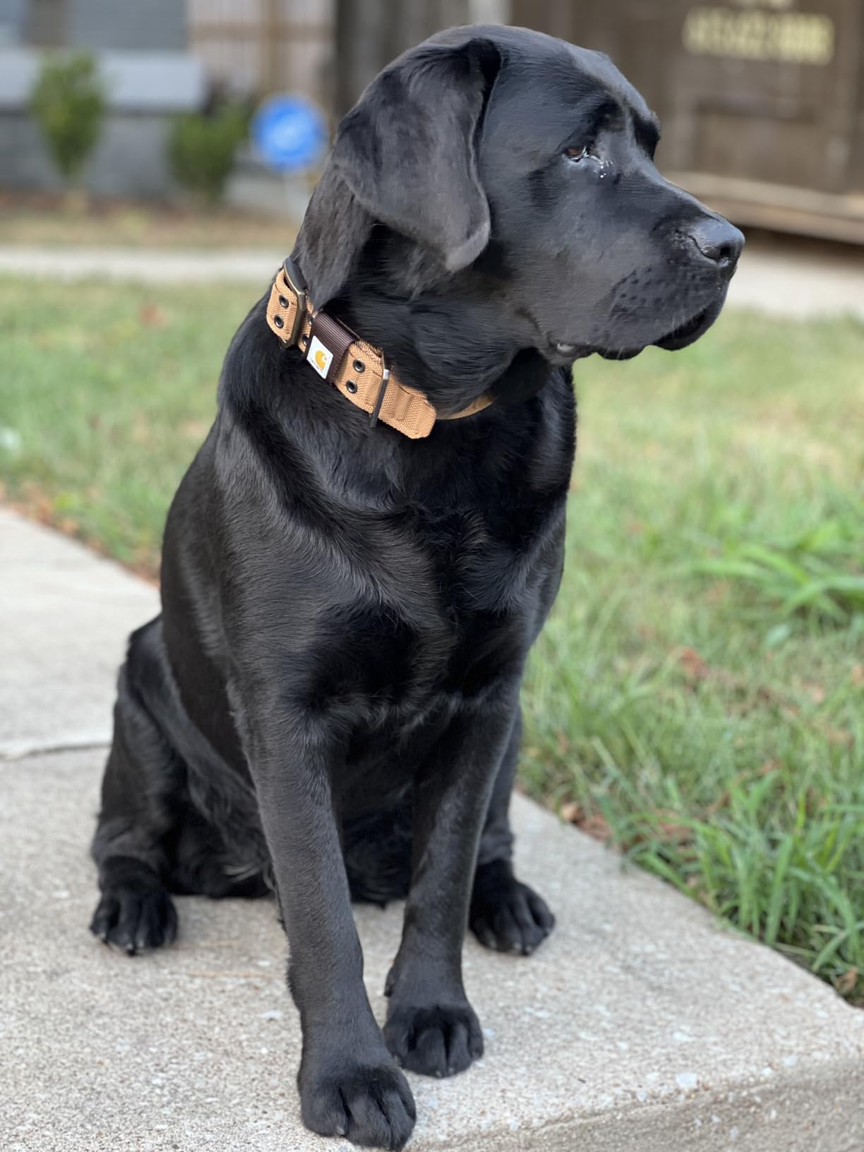 Carhartt Pet Fully Adjustable Wide Webbing Collar for Dogs, Heavy Duty Nylon for Walking & Training, Blaze Orange, Large customer photo 1