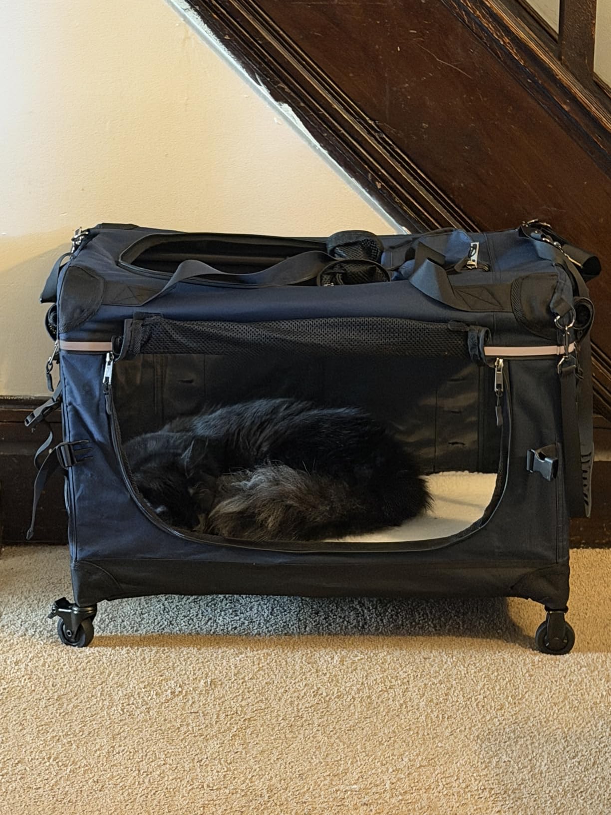 PEGIC 24-inch Rolling Extra Large Cat Carrier with Wheels | Spacious Travel Solution for Large Cats & Two Kittens, Reinforced Non-Sagging Base, For Car Rides & Vet Visits customer photo 1