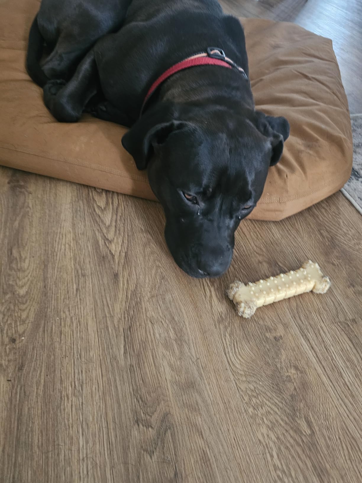 Field Dog Bed, Durable Water Repellent Material W/Triple-Stitched Main Seams, Carhartt Brown, Large customer photo 1