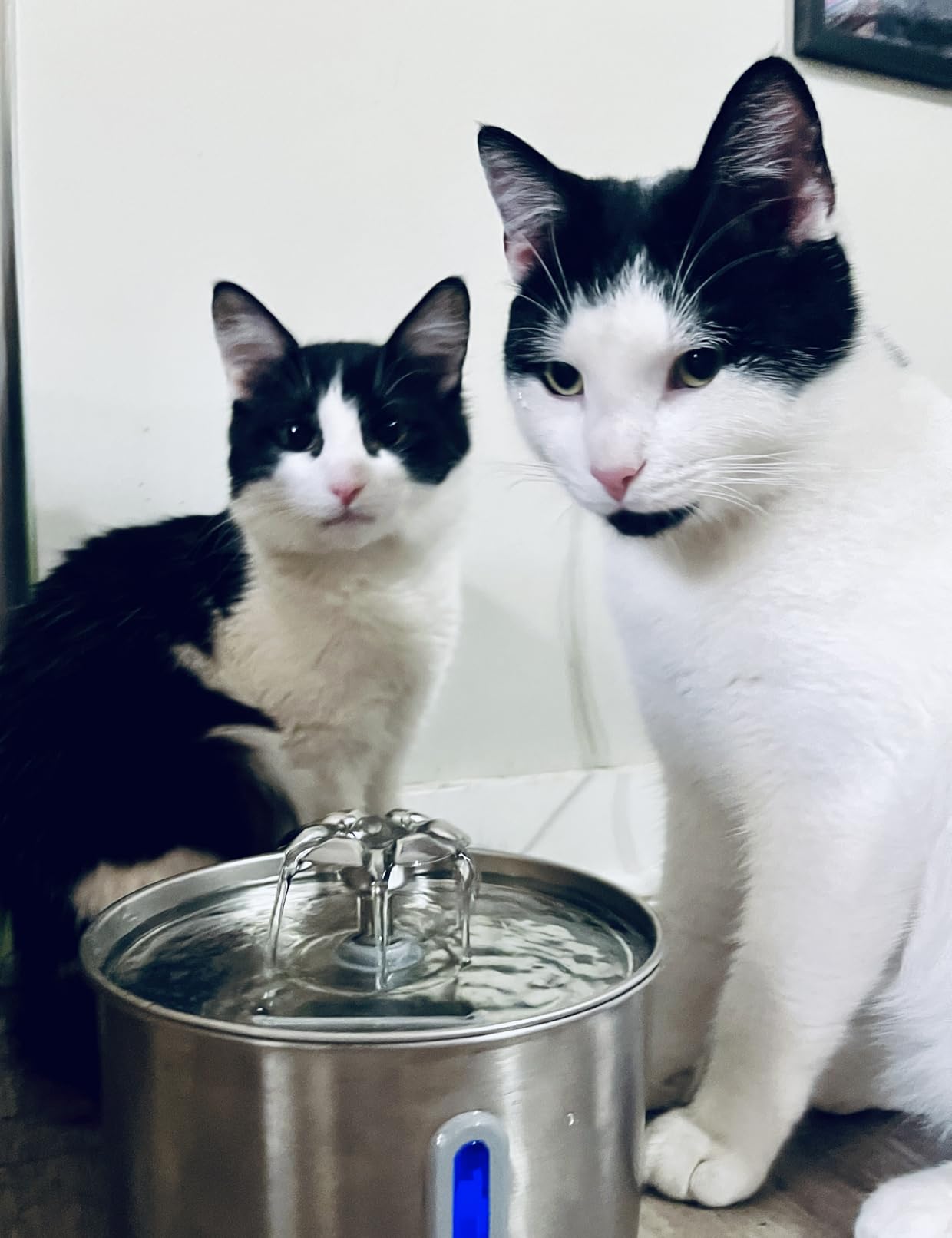 Cat Water Fountain Stainless Steel - 74oz/2.2L Automatic Large Pet Watering Bowl Dispenser for Indoor Dogs - Drinking Fountains with 3 Filter customer photo 2