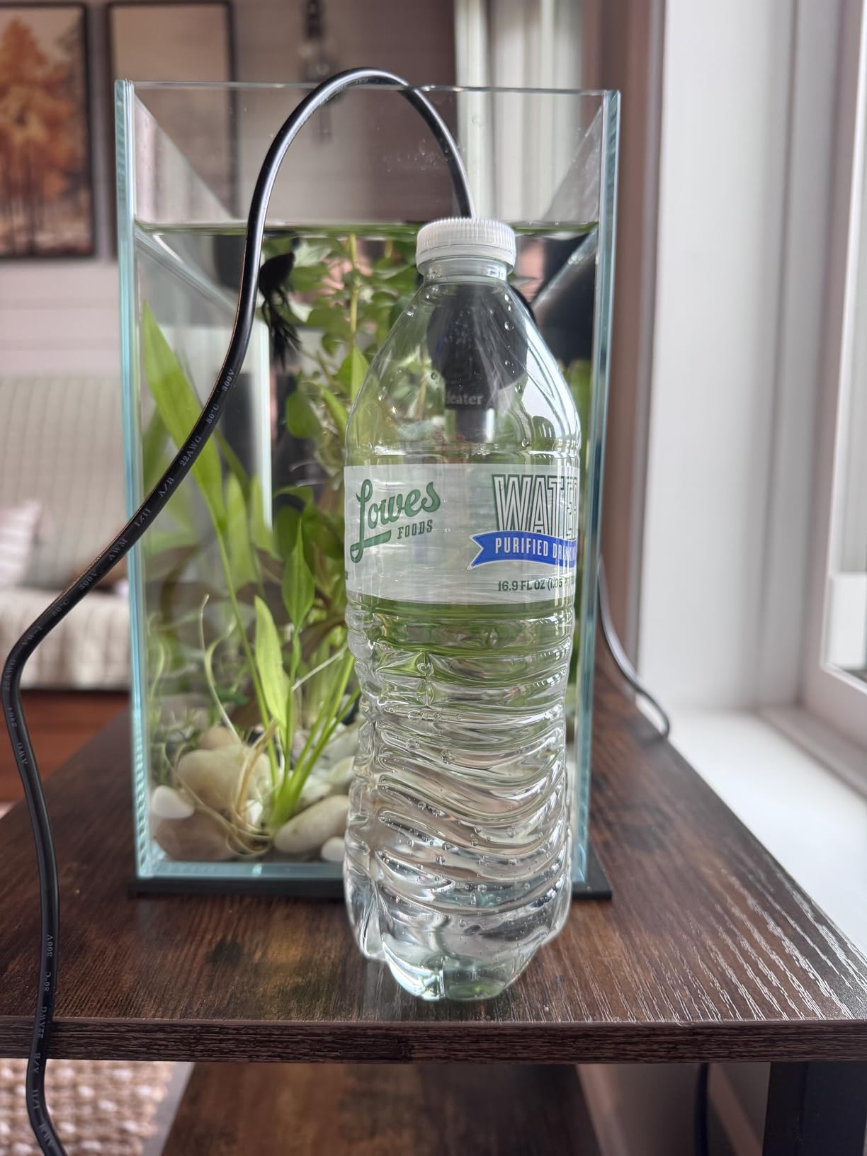 Vimvins 10 Gallon Glass Fish Tank, Easy to Maintain Small Aquarium for Betta/Goldfish/Snails/Shrimp and Aquatic Planting. customer photo 1
