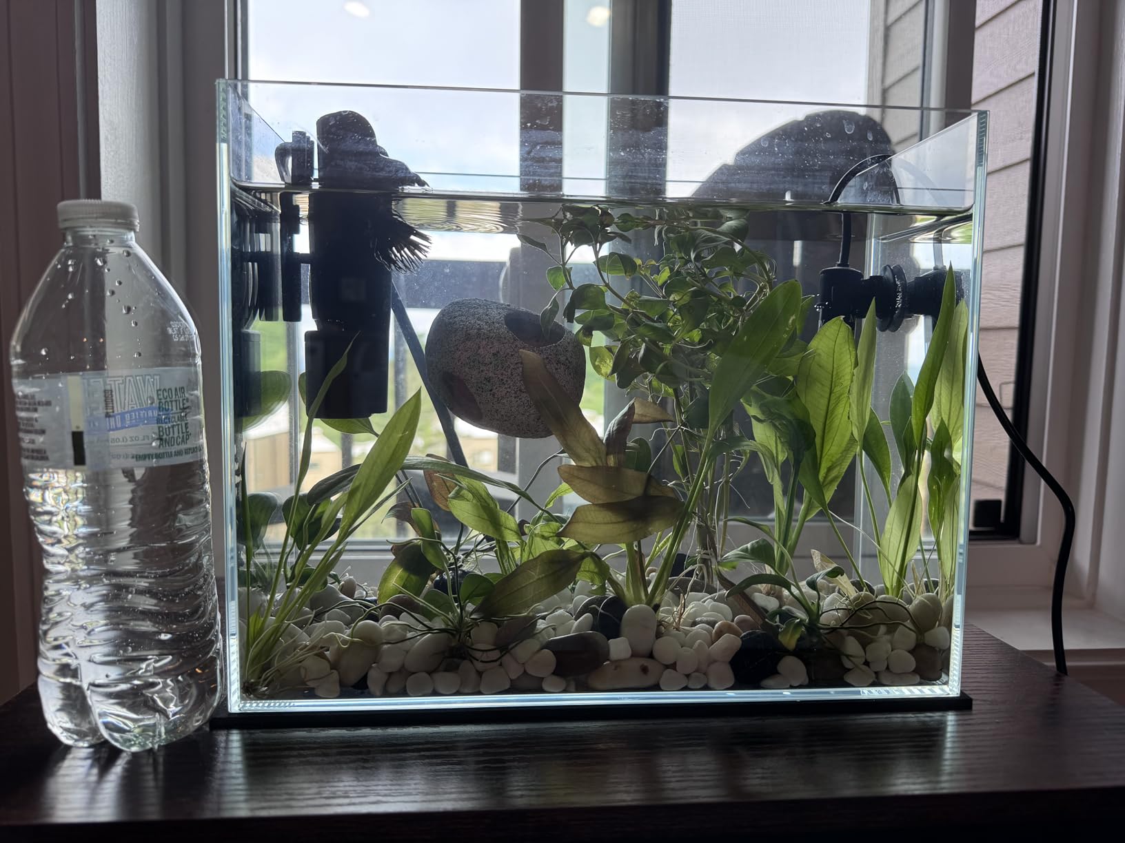 Vimvins 10 Gallon Glass Fish Tank, Easy to Maintain Small Aquarium for Betta/Goldfish/Snails/Shrimp and Aquatic Planting. customer photo 2