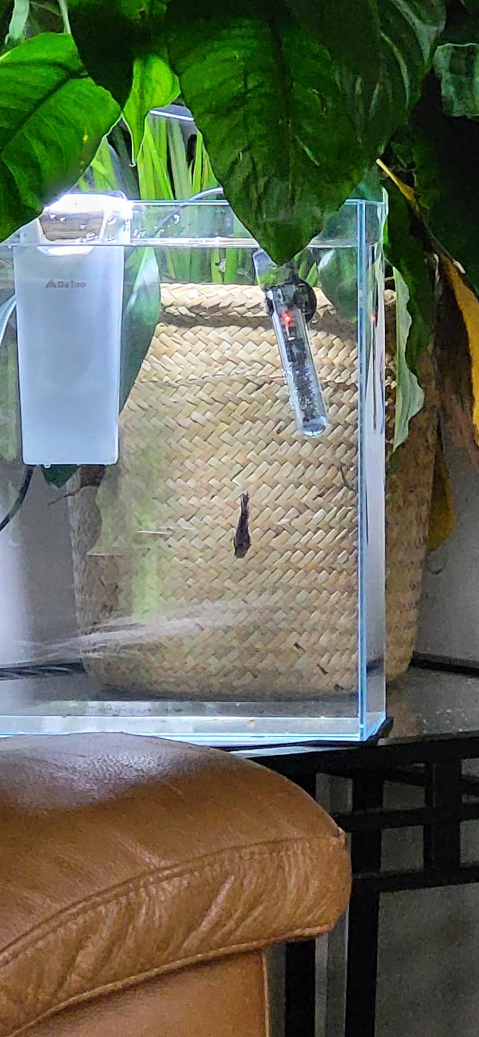 Vimvins 2 Gallon Glass Fish Tank, Easy to Maintain Small Aquarium for Betta/Snails/Shrimp and Aquatic Planting customer photo 2