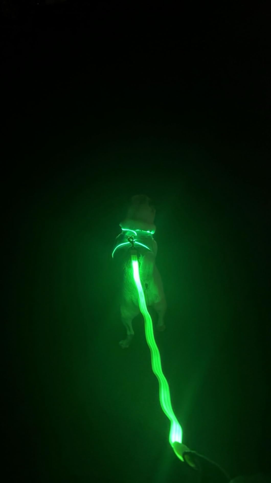 LED Dog Leash, Light Up Dog Leash 4 Ft Fully Illuminated USB Rechargeable Waterproof, Nylon Reflective Leashes with Padded Handle for Dogs Night Walking, Safety Glow in The Dark for Large Medium Pets customer photo 1