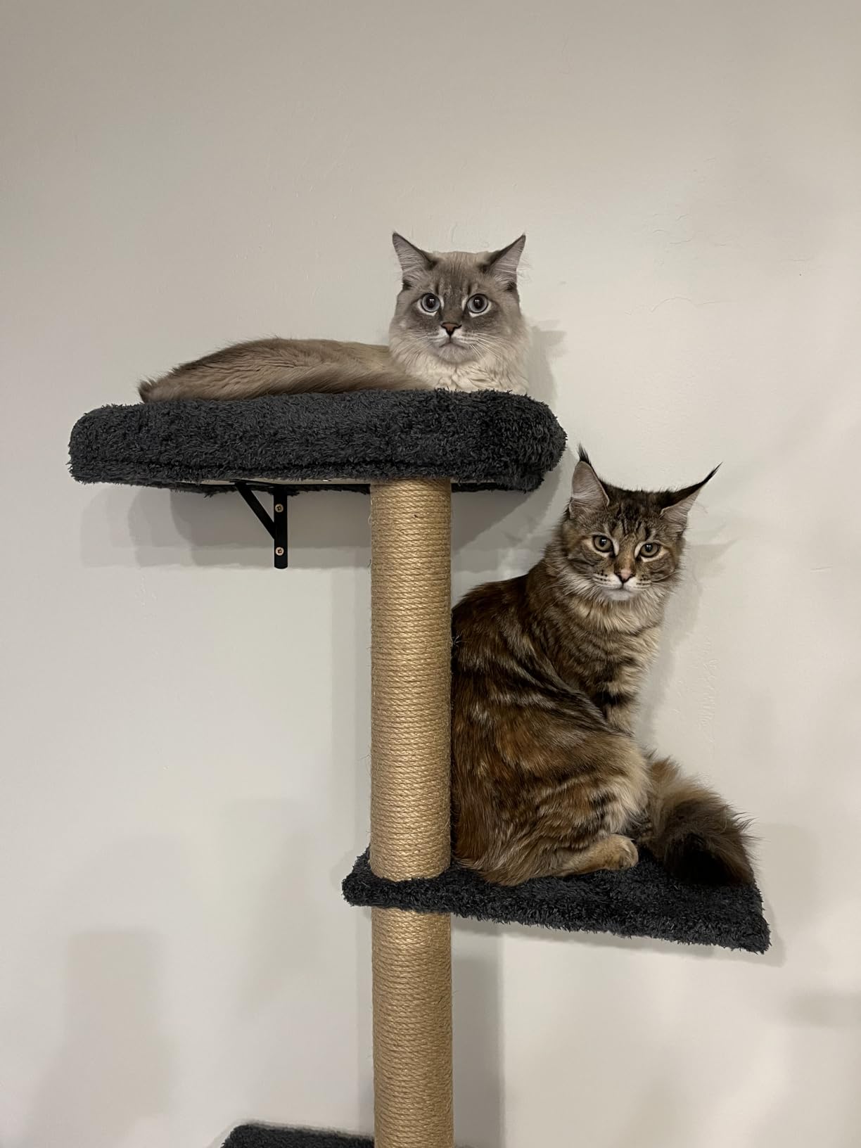FUKUMARU Cat Wall Shelves Set, 70 Inch Stable Wall Mounted Tree, Kitten Scratching Post with Soft Cushion Perch, Space Saving Climbing Wall Furniture for 16 Inch Drywall - Beige customer photo 2