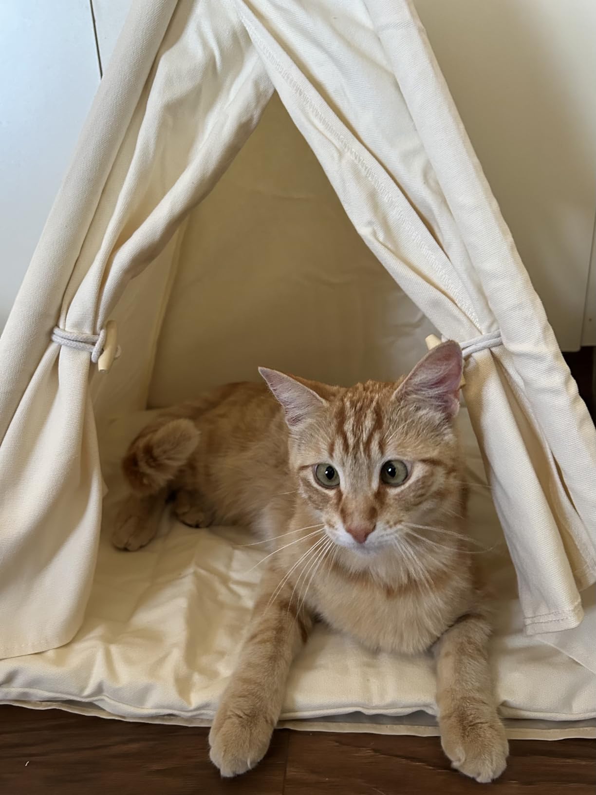 Large Cat & Small Dog Teepee Tent House (Int 26x26x26in/Ext 30x30x33in) for Ragdoll Cat, Mini Schnauzer, Welsh Corgi, Small French Bulldog, Cotton Canvas & Stable Frame customer photo 1